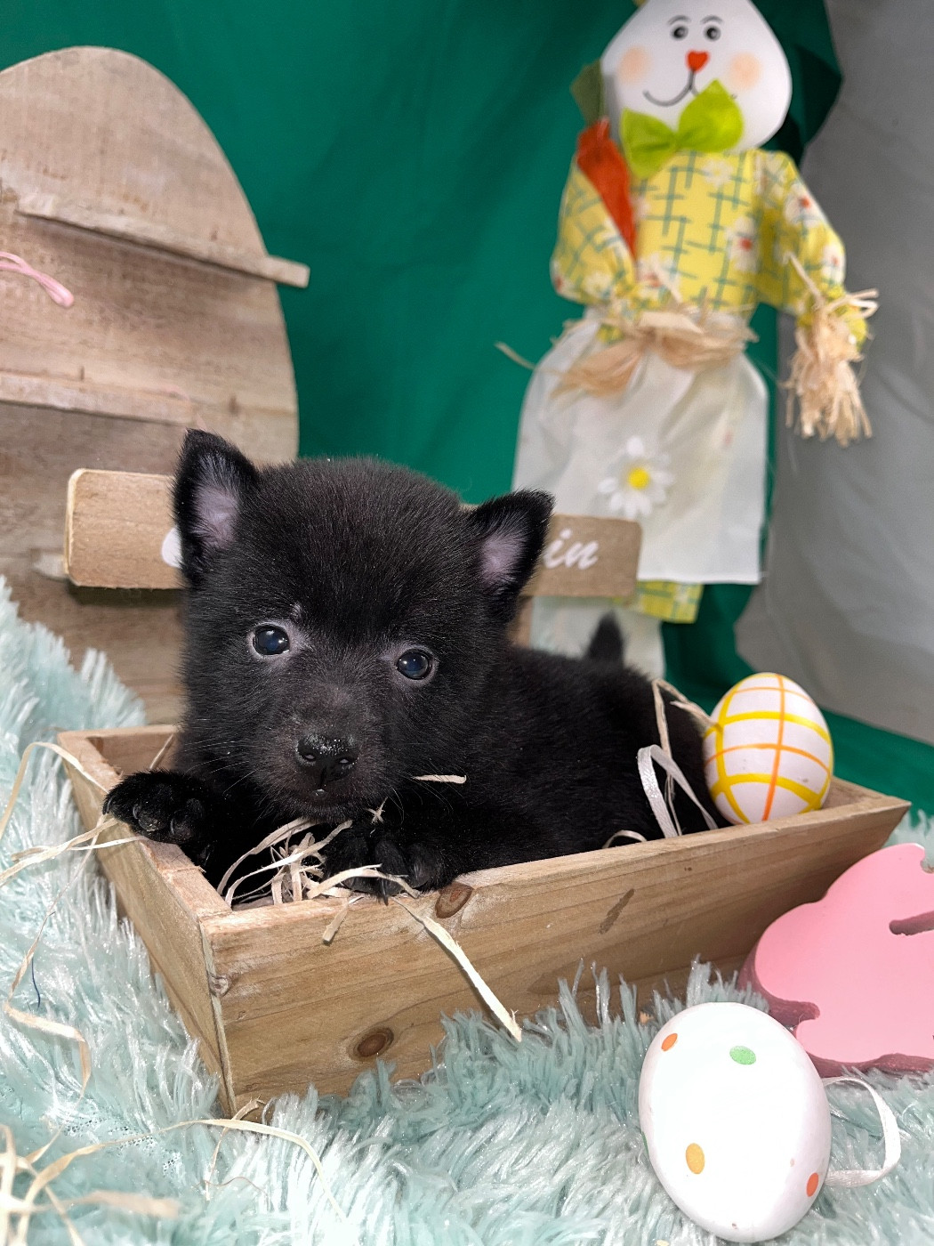 de Jerrie Black - Chiots disponibles - Schipperke