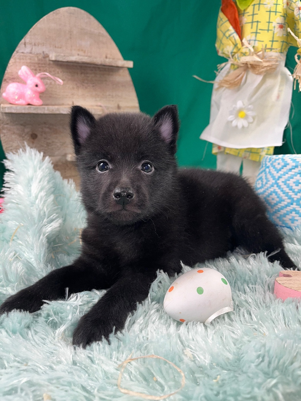 de Jerrie Black - Chiots disponibles - Schipperke