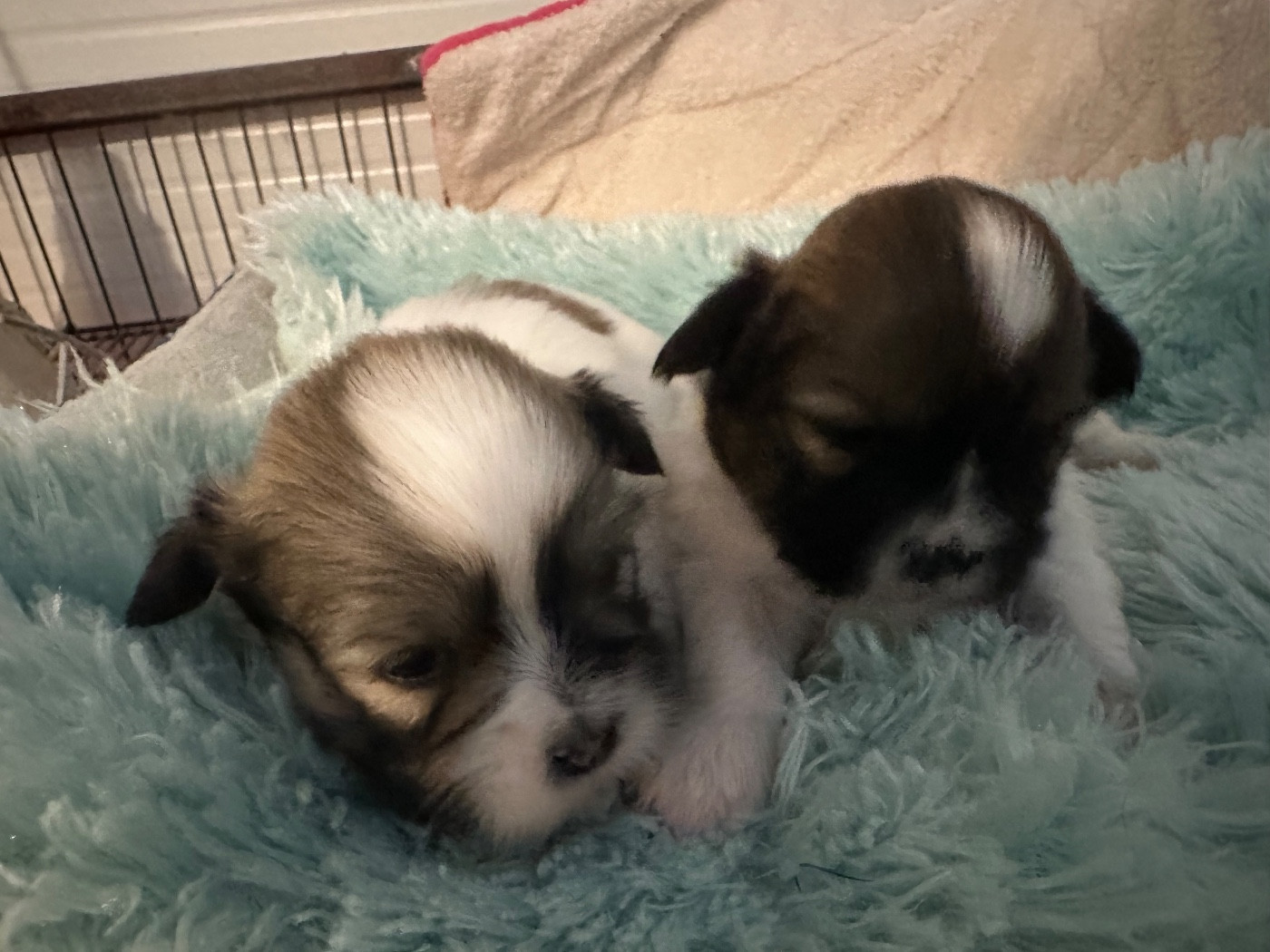 de Jerrie Black - Chiots disponibles - Lhassa Apso