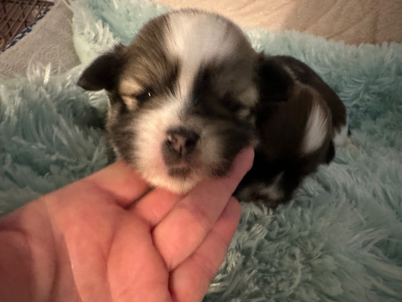 de Jerrie Black - Chiots disponibles - Lhassa Apso