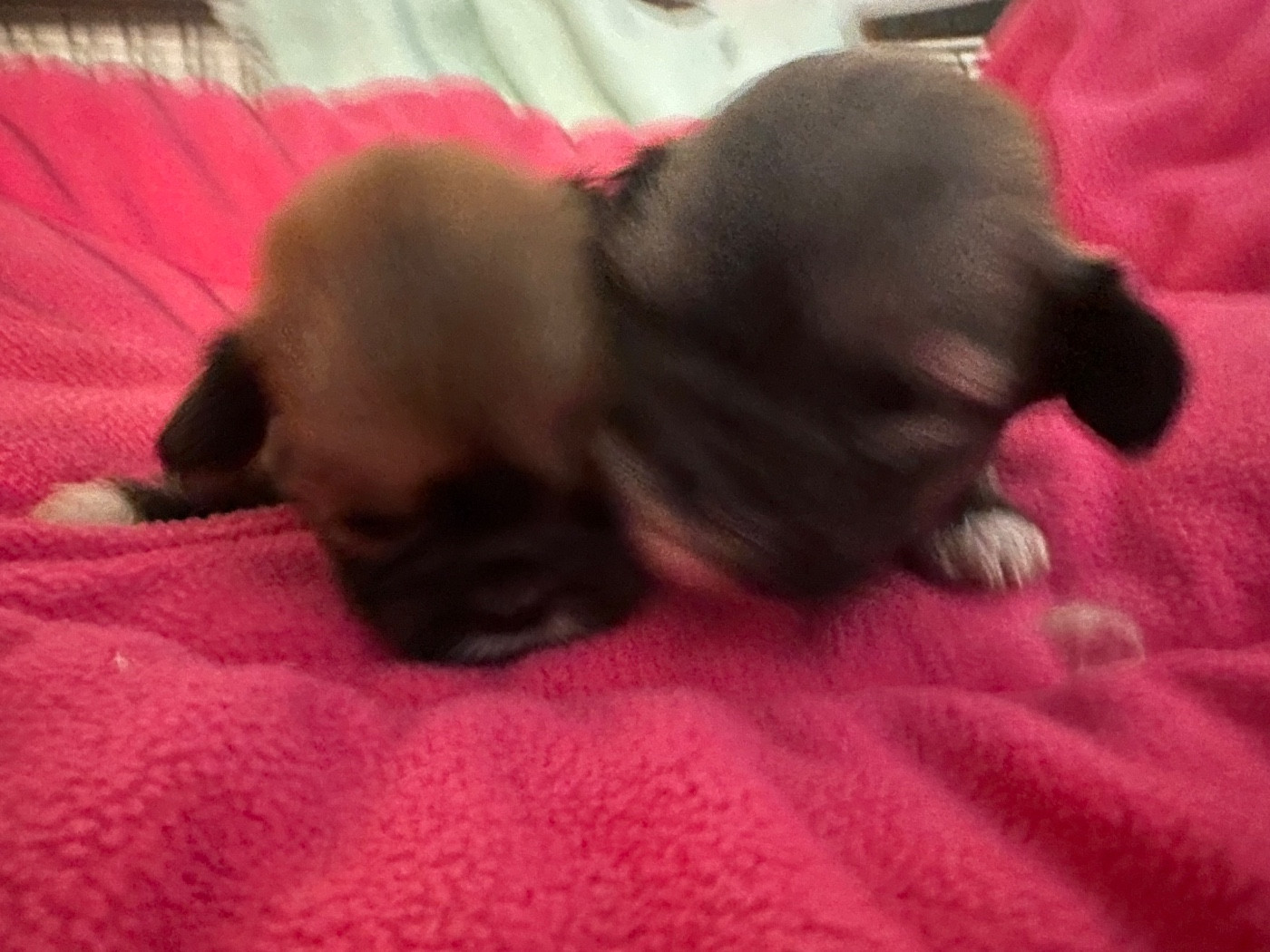 de Jerrie Black - Chiots disponibles - Lhassa Apso