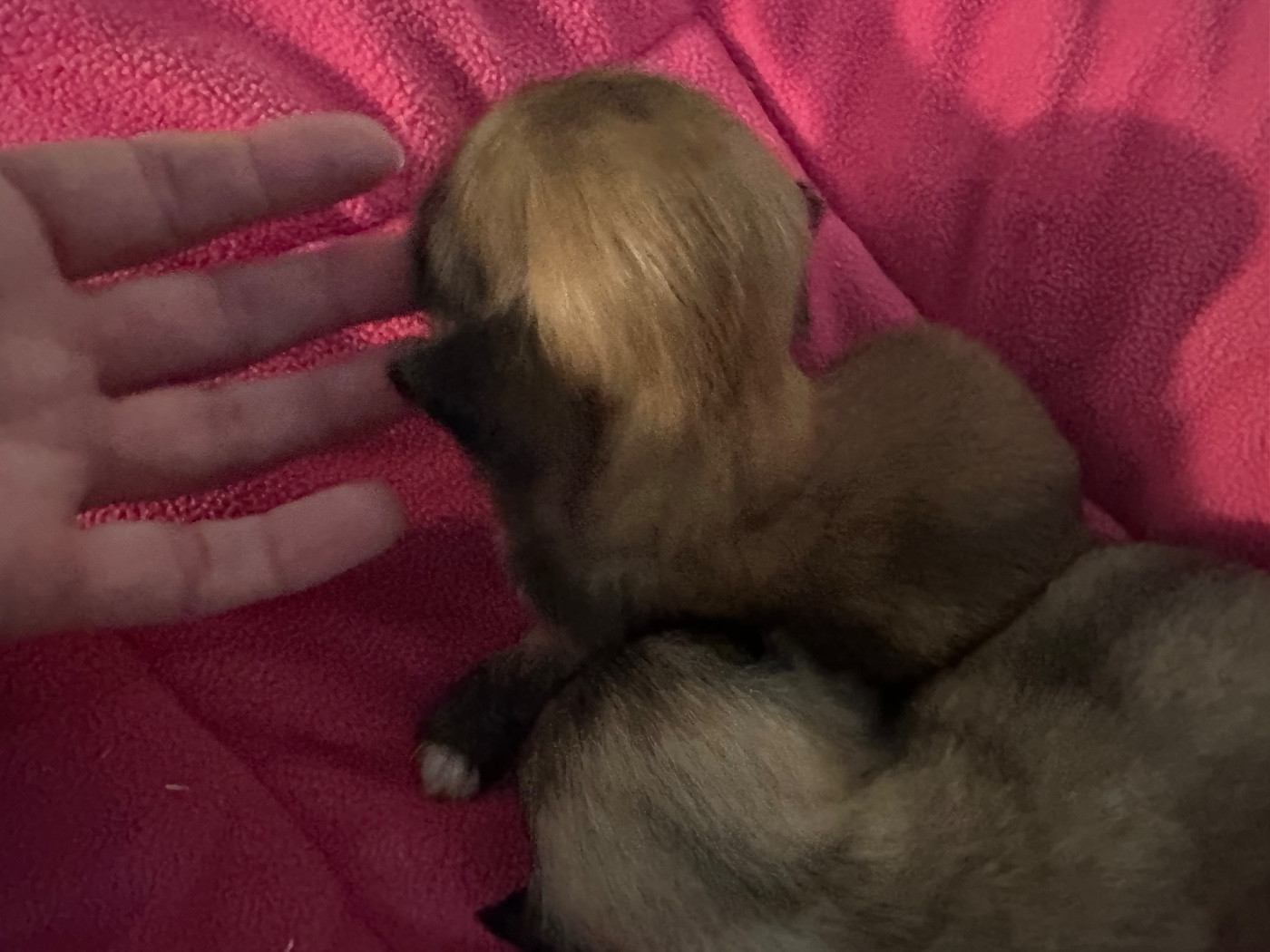 de Jerrie Black - Chiots disponibles - Lhassa Apso