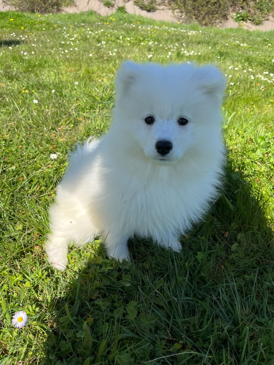 de Jerrie Black - Chiots disponibles - Samoyède