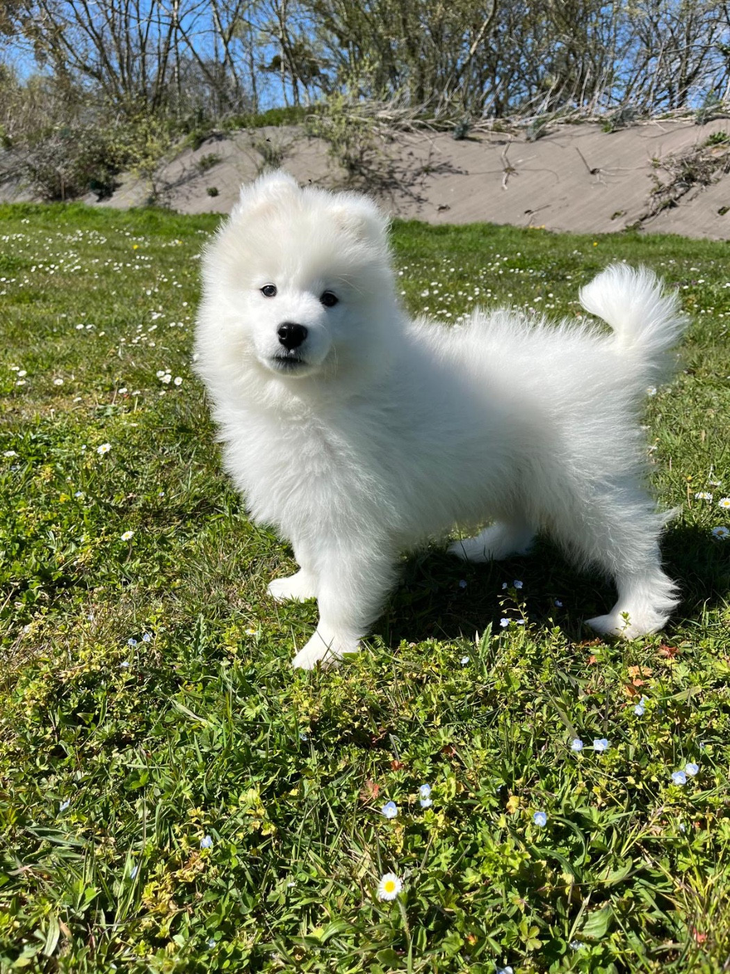 de Jerrie Black - Chiots disponibles - Samoyède