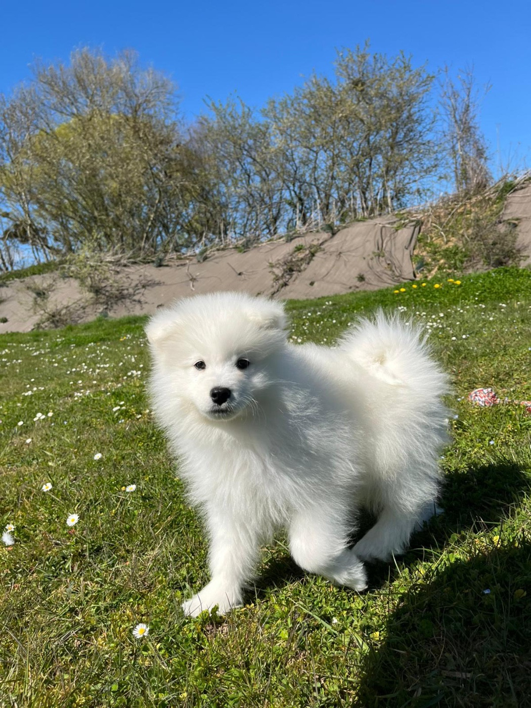 de Jerrie Black - Chiots disponibles - Samoyède