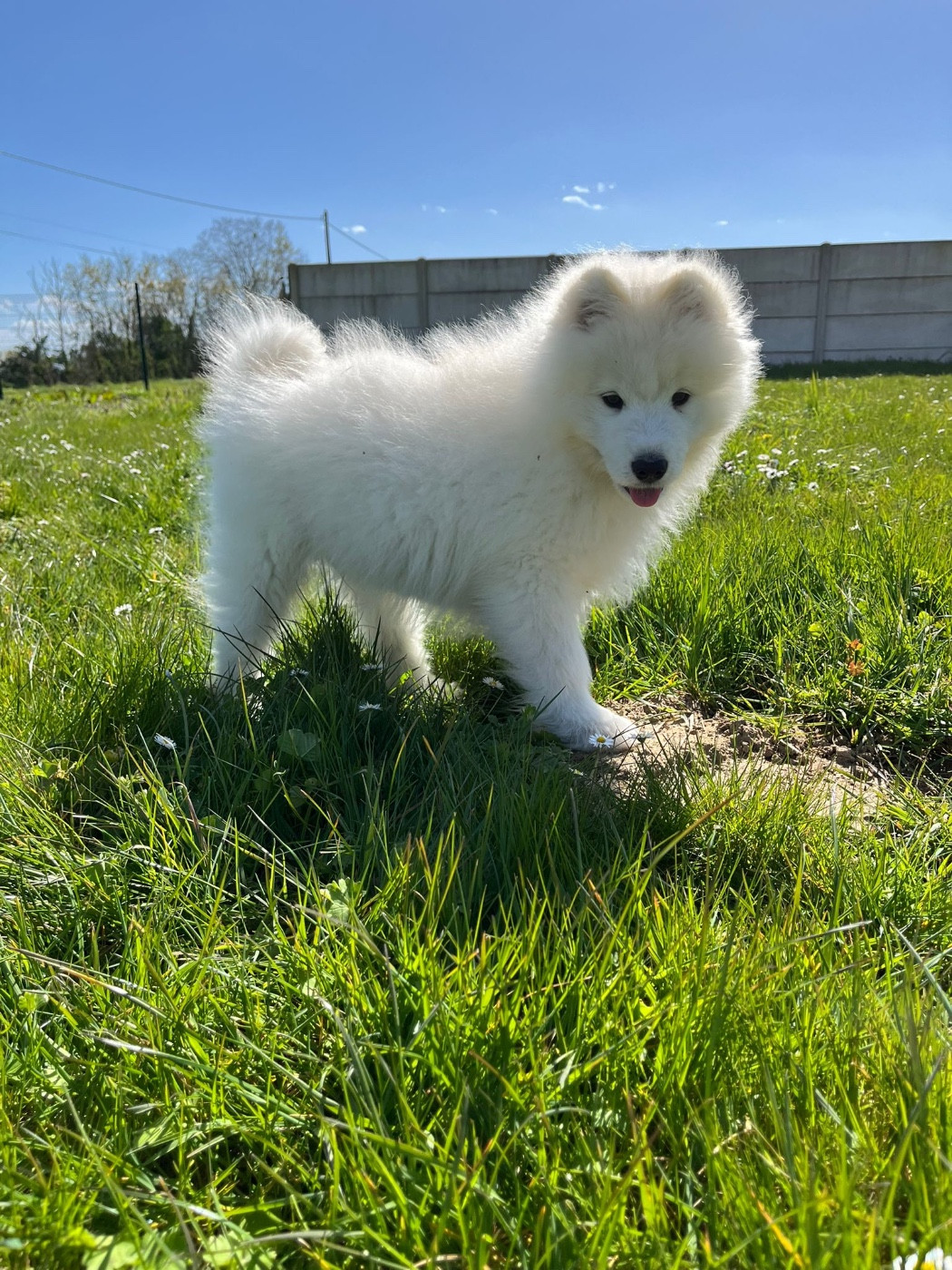 de Jerrie Black - Chiots disponibles - Samoyède
