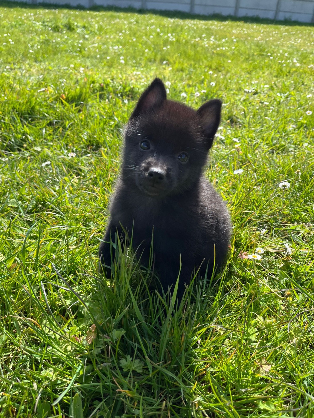 de Jerrie Black - Chiots disponibles - Schipperke
