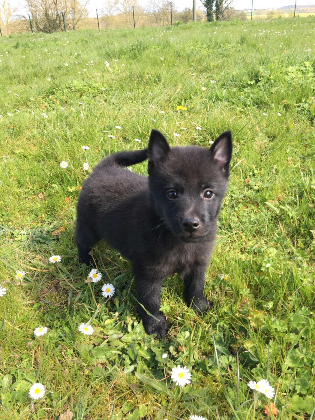de Jerrie Black - Chiots disponibles - Schipperke