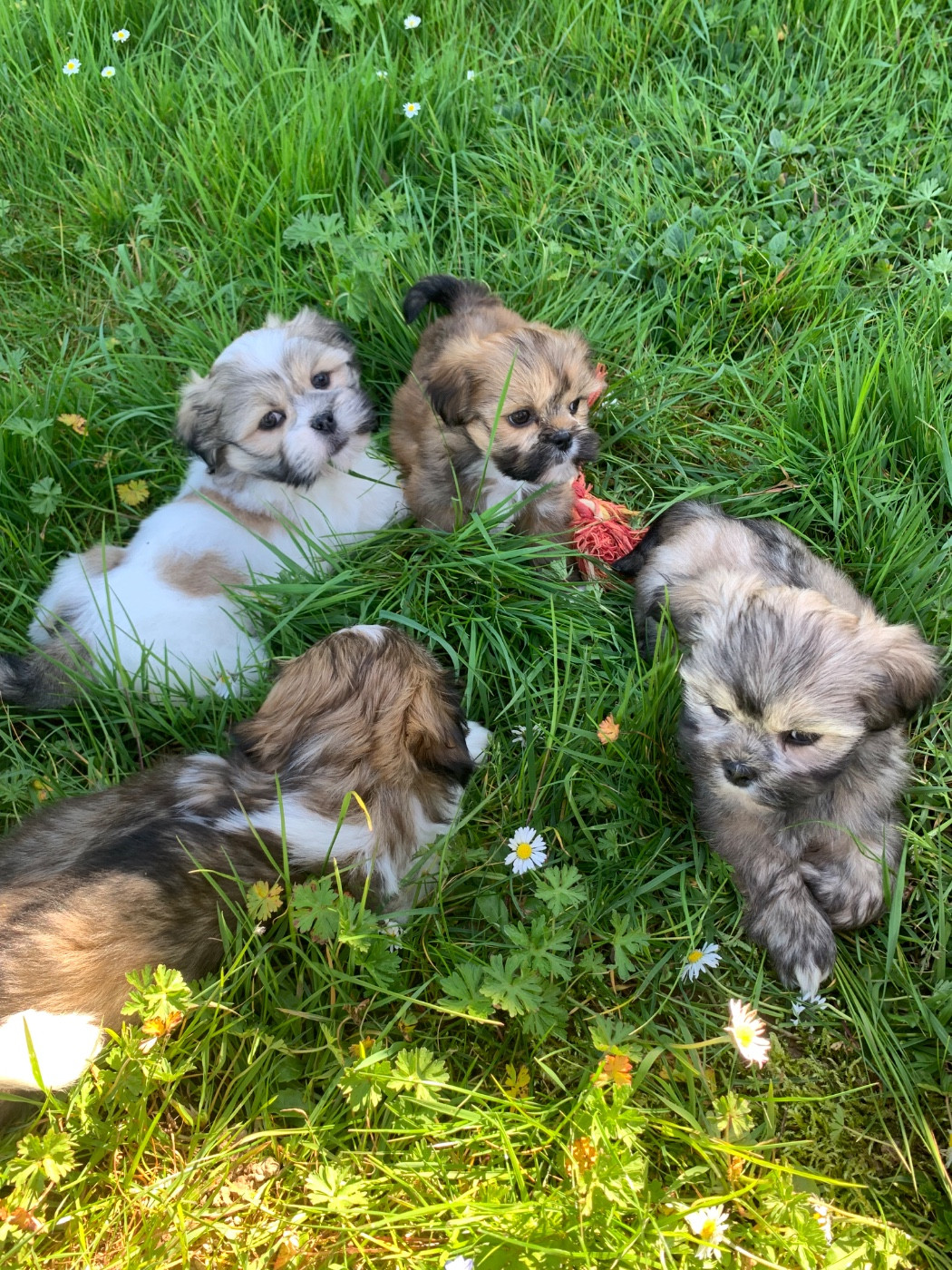 de Jerrie Black - Lhassa Apso - Portée née le 14/02/2026