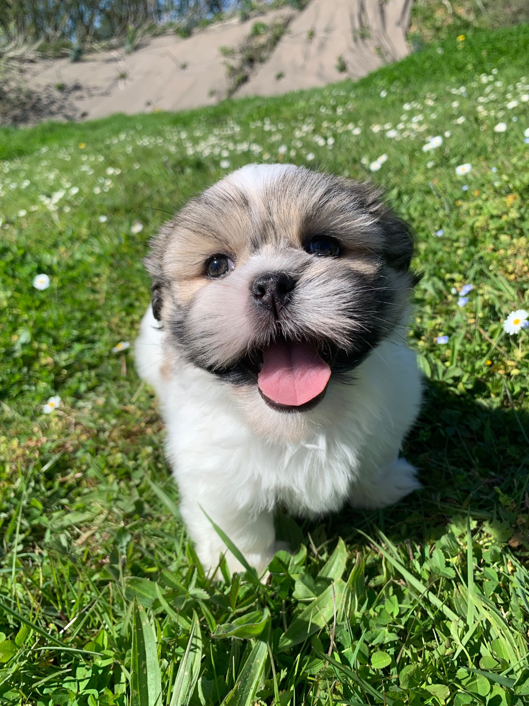 de Jerrie Black - Chiots disponibles - Lhassa Apso
