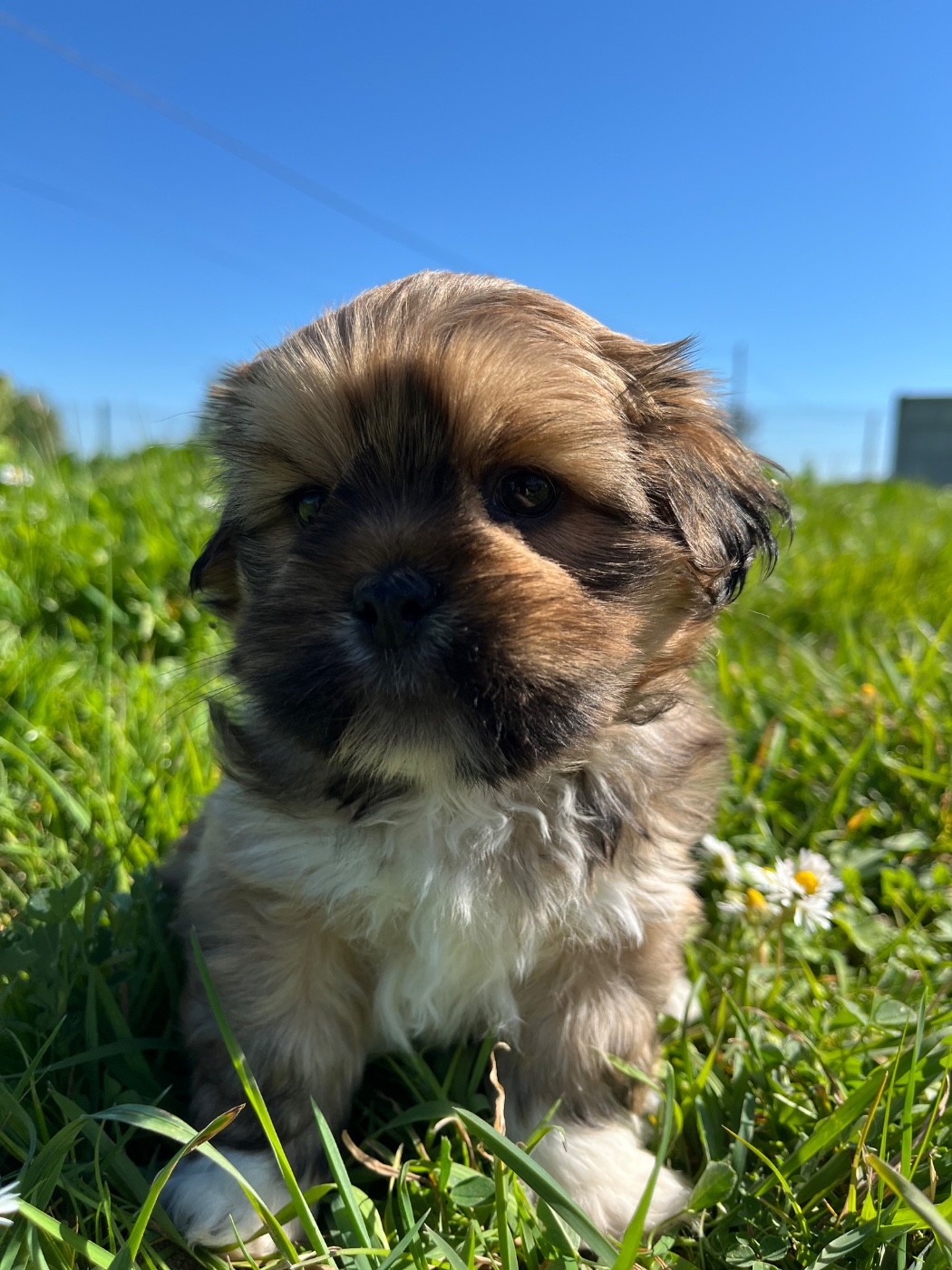 de Jerrie Black - Chiots disponibles - Lhassa Apso