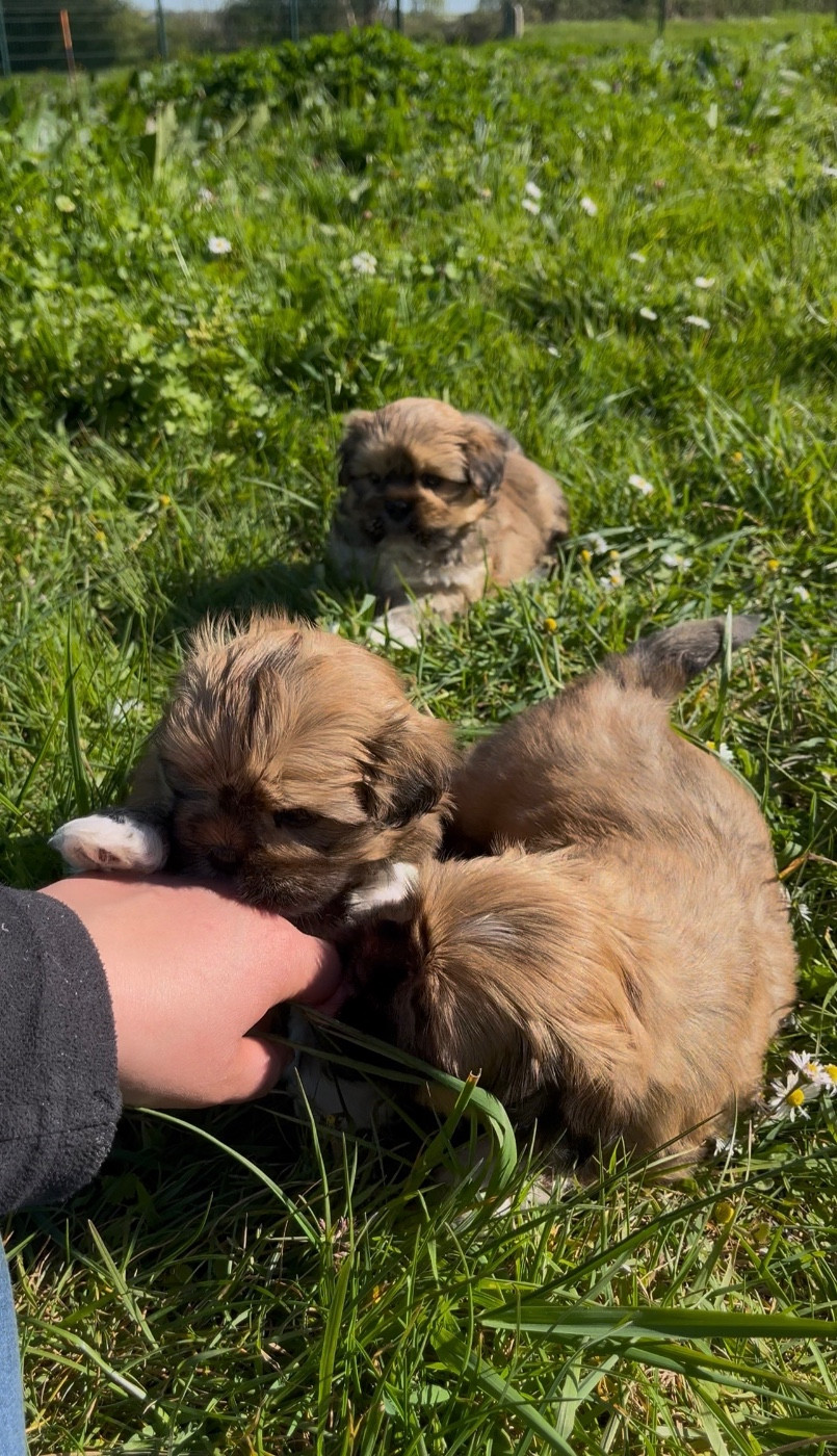 Chiot Lhassa Apso de Jerrie Black