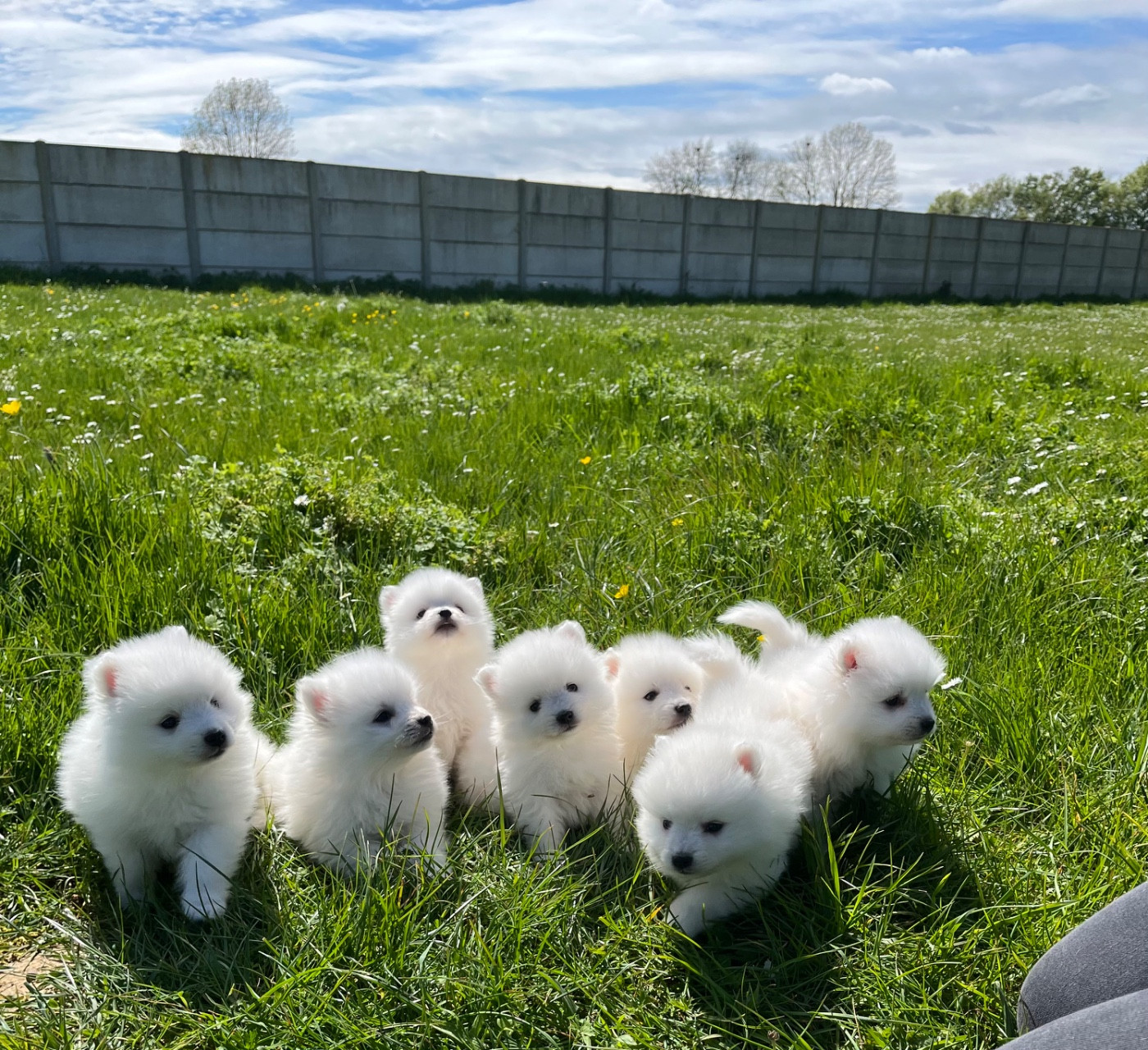 Chiot Spitz japonais de Jerrie Black