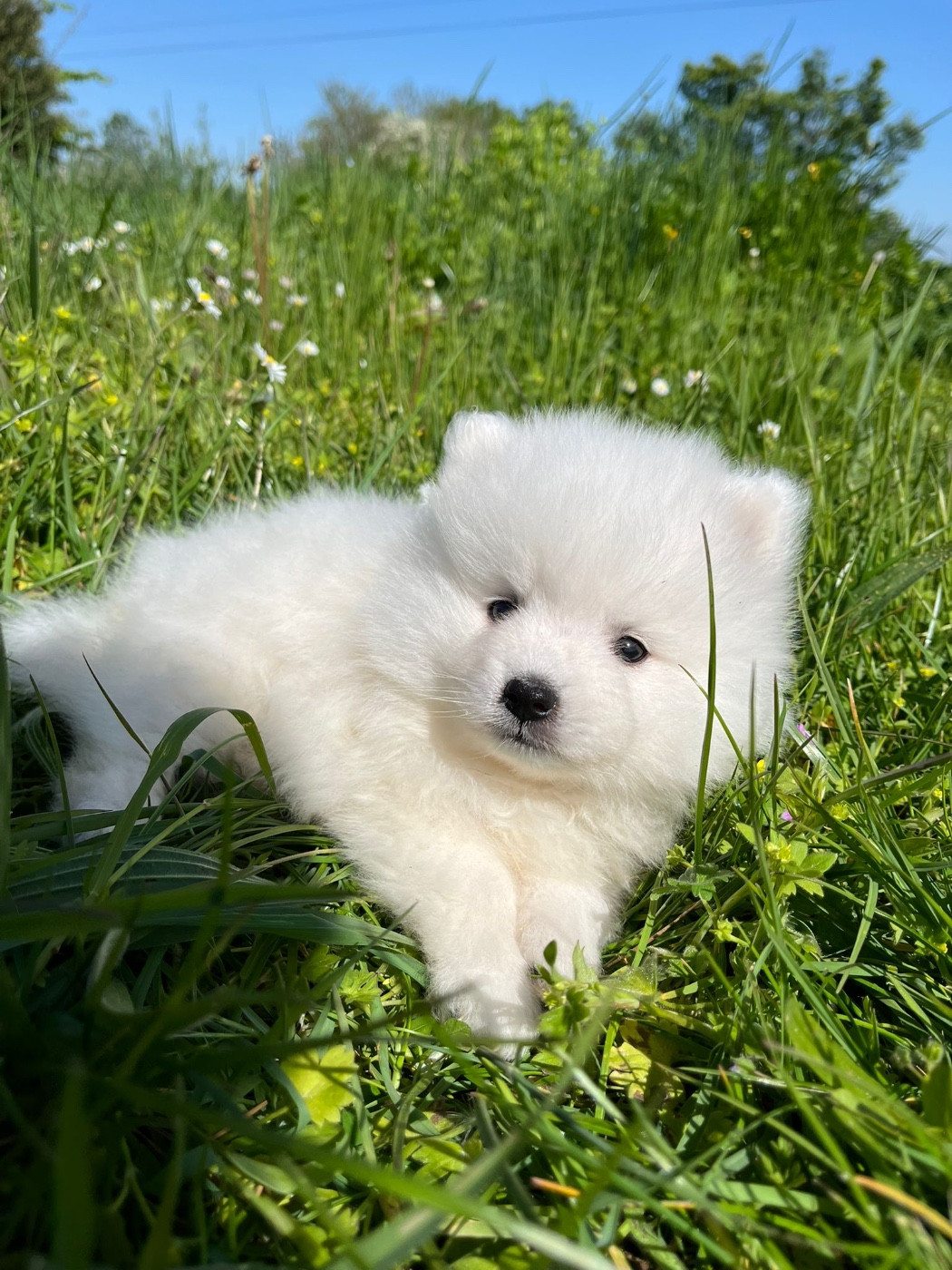 de Jerrie Black - Chiots disponibles - Spitz japonais