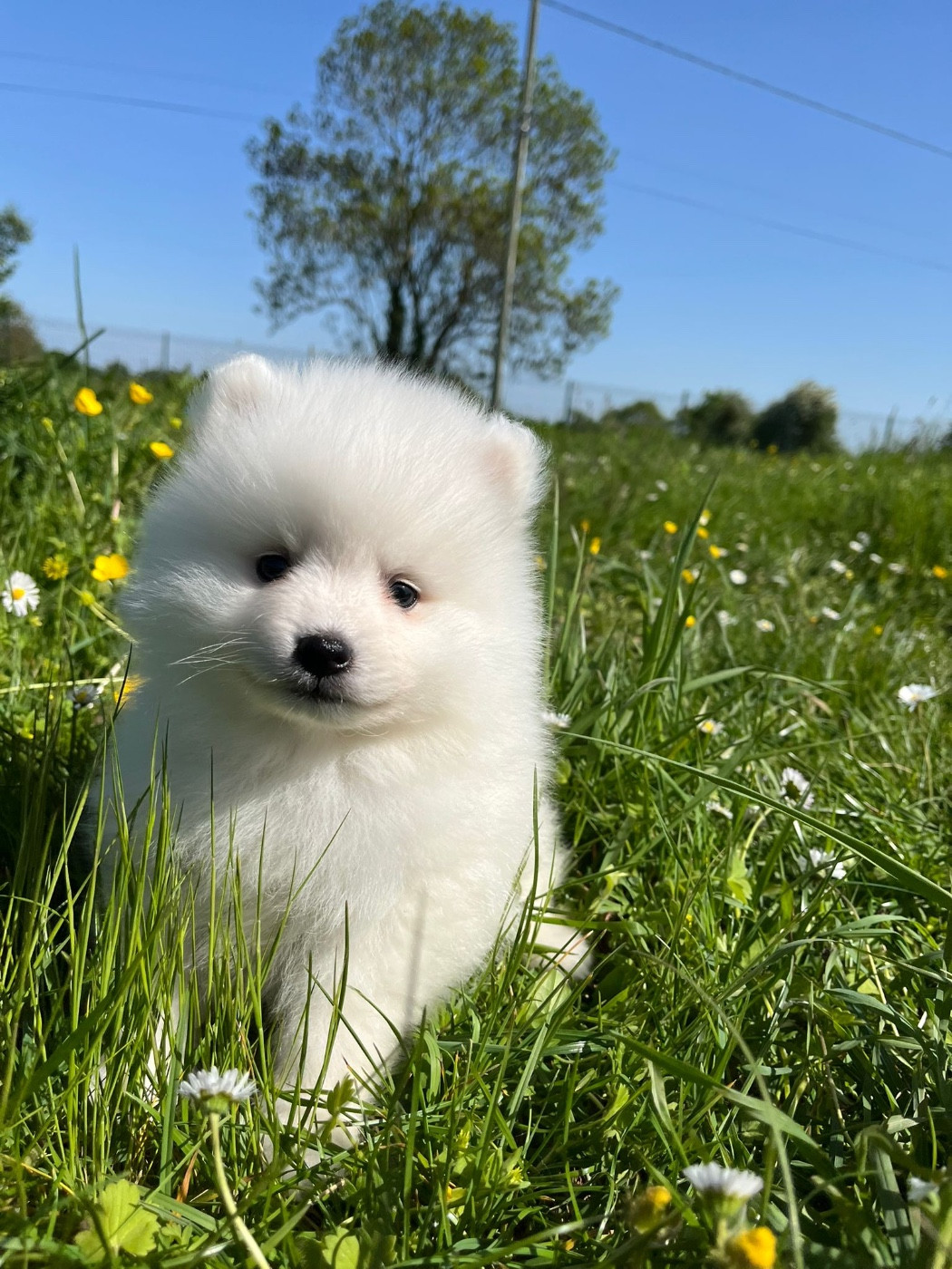 de Jerrie Black - Chiots disponibles - Spitz japonais