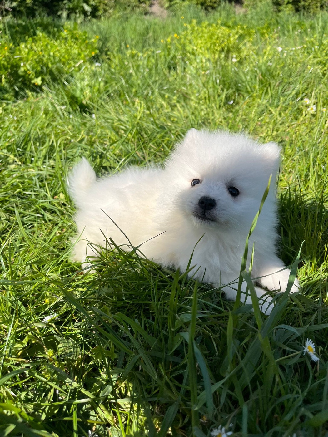 de Jerrie Black - Chiots disponibles - Spitz japonais