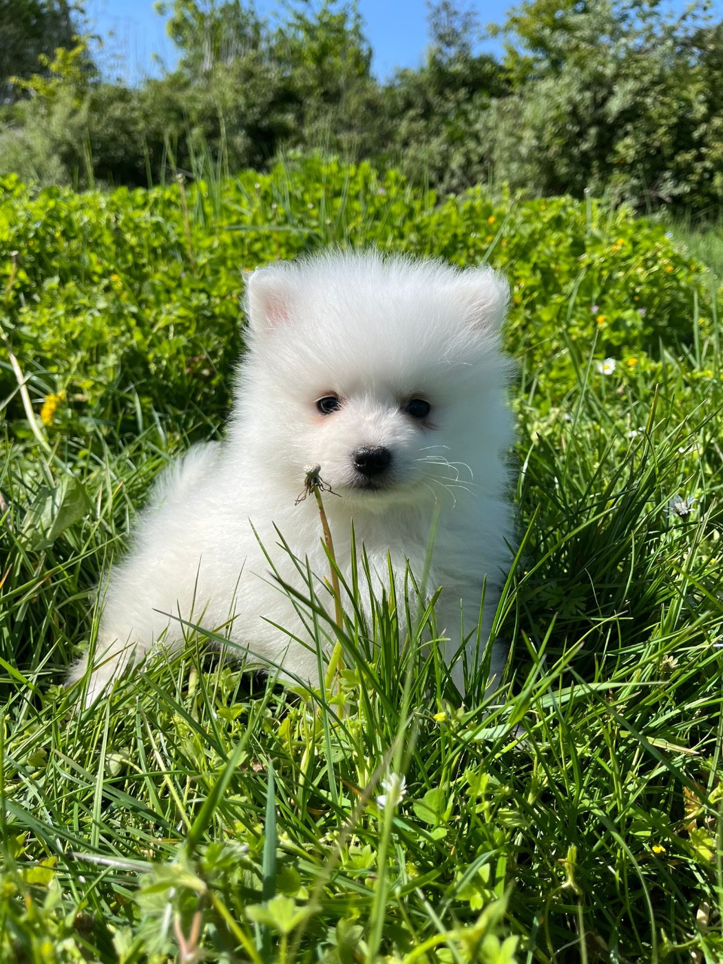 de Jerrie Black - Chiots disponibles - Spitz japonais