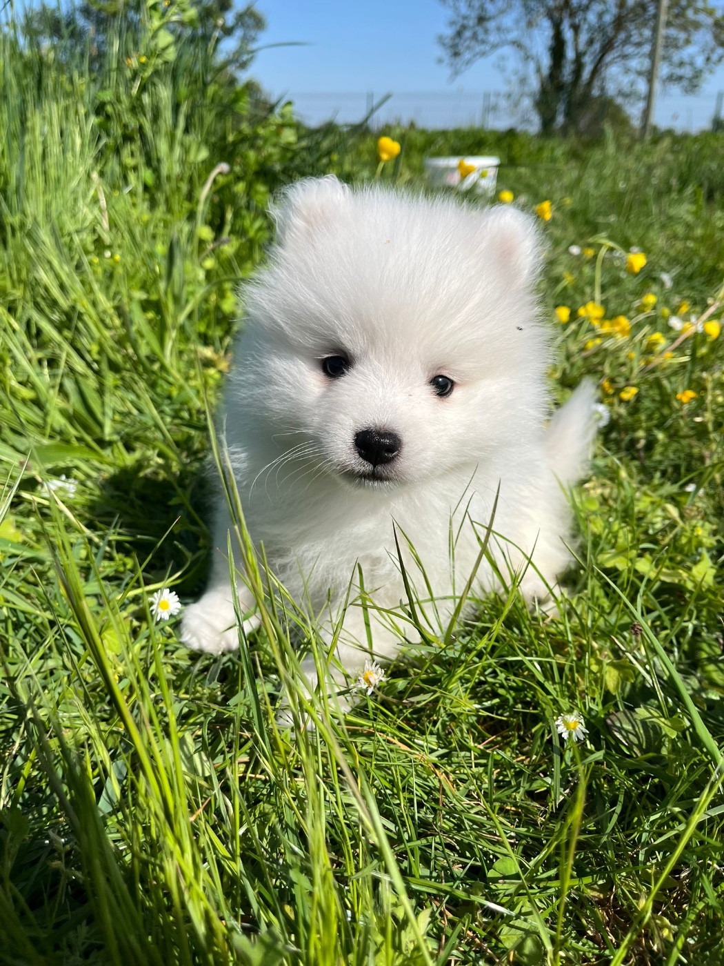 de Jerrie Black - Chiots disponibles - Spitz japonais