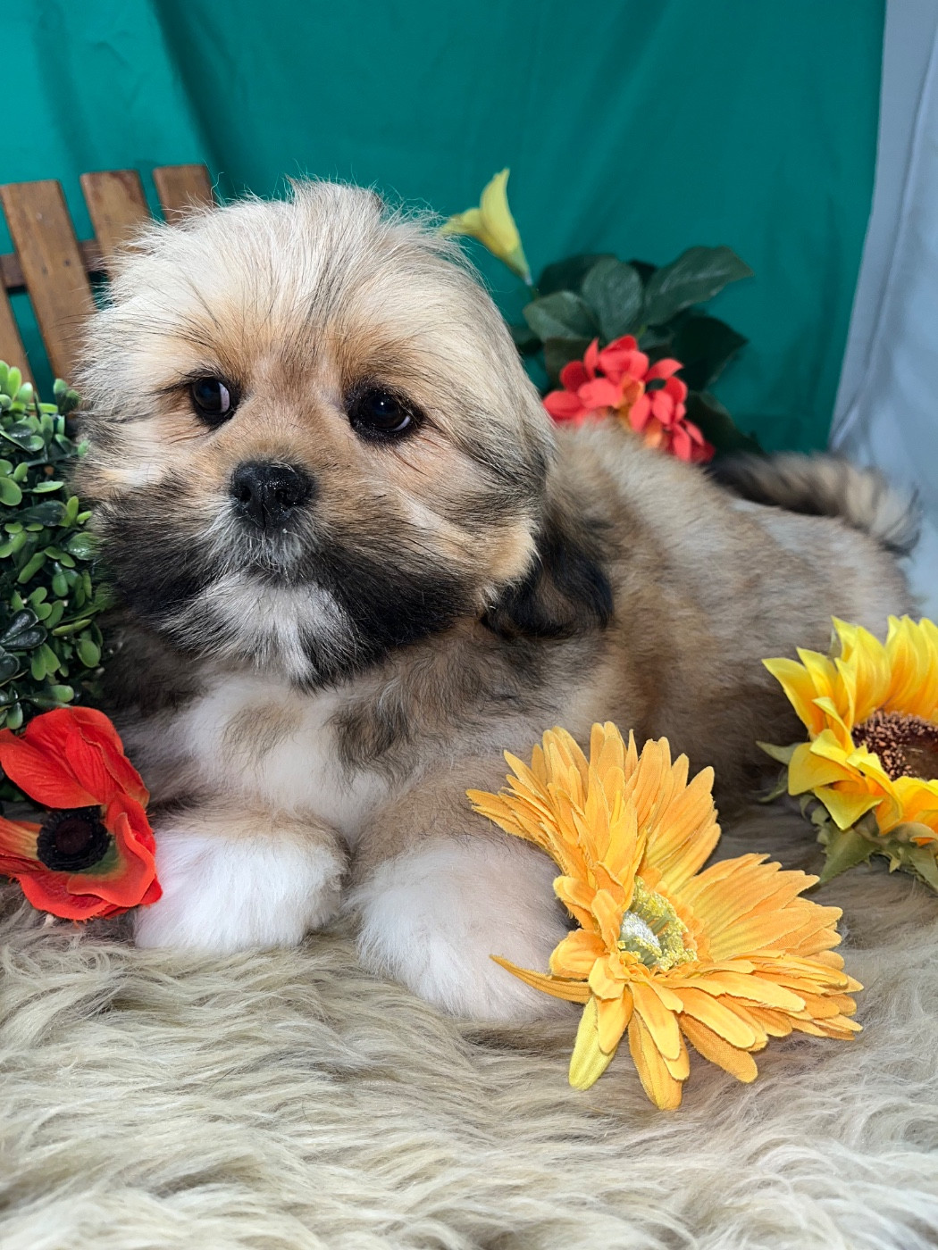 de Jerrie Black - Chiots disponibles - Lhassa Apso