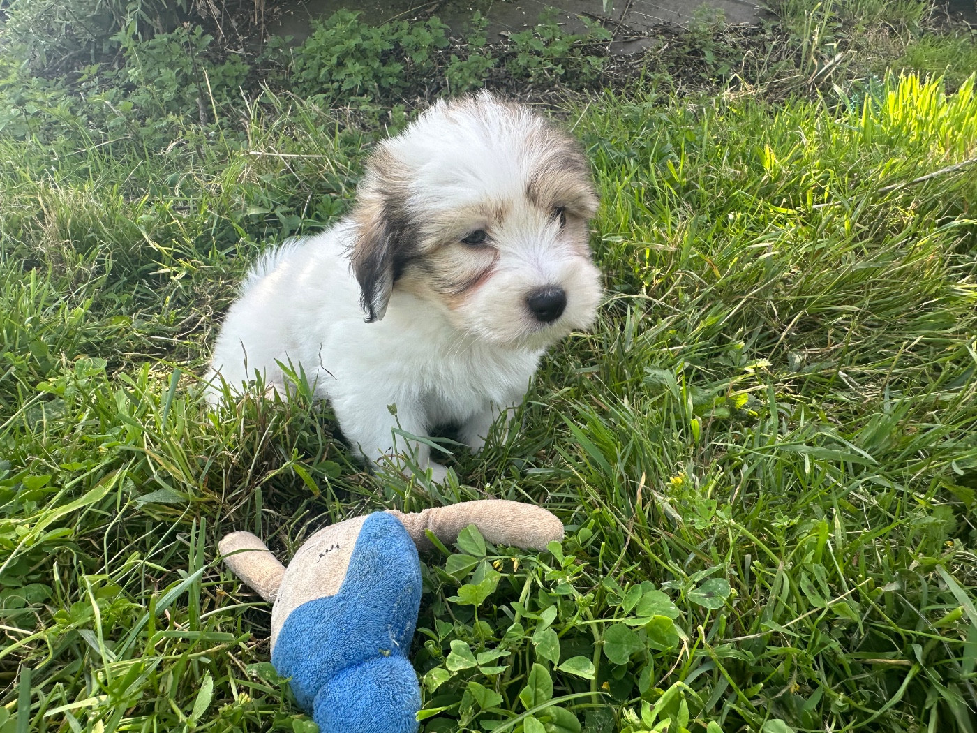 de Jerrie Black - Chiots disponibles - Coton de Tulear