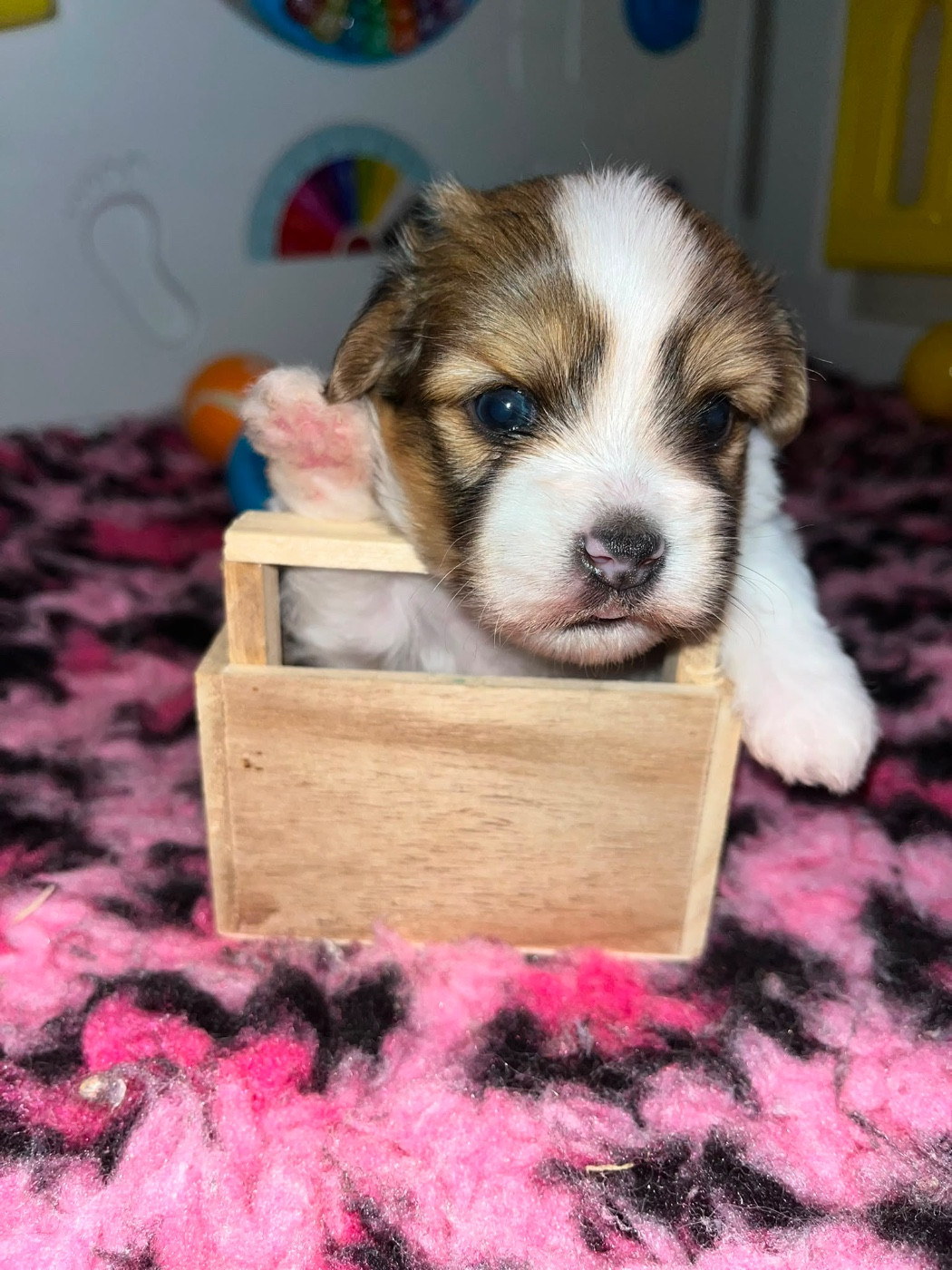 de Jerrie Black - Chiots disponibles - Coton de Tulear