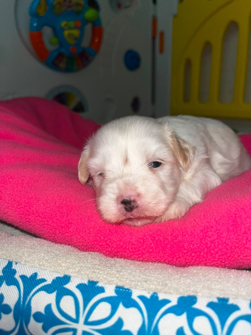 de Jerrie Black - Chiots disponibles - Coton de Tulear