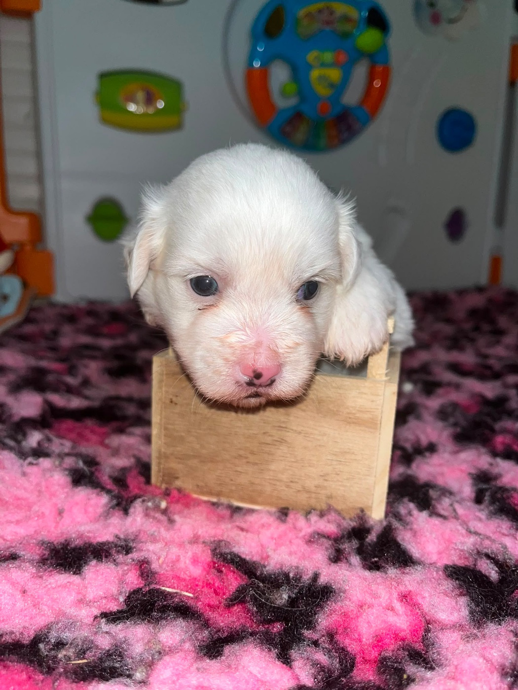 de Jerrie Black - Chiots disponibles - Coton de Tulear