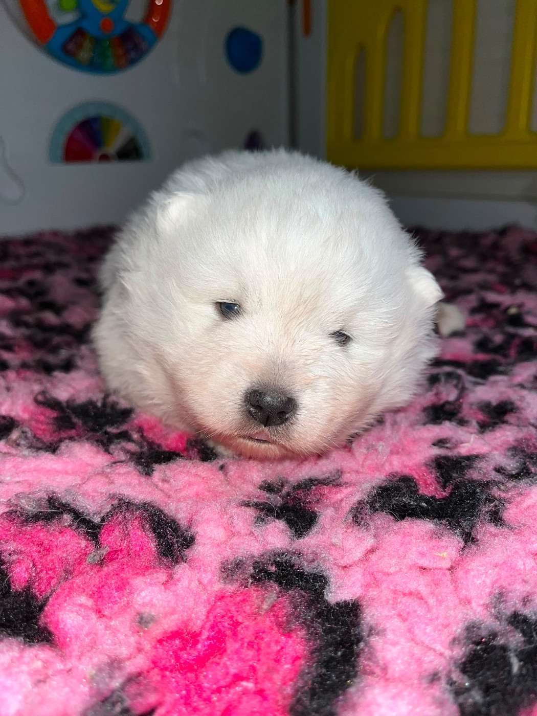 de Jerrie Black - Chiots disponibles - Spitz japonais