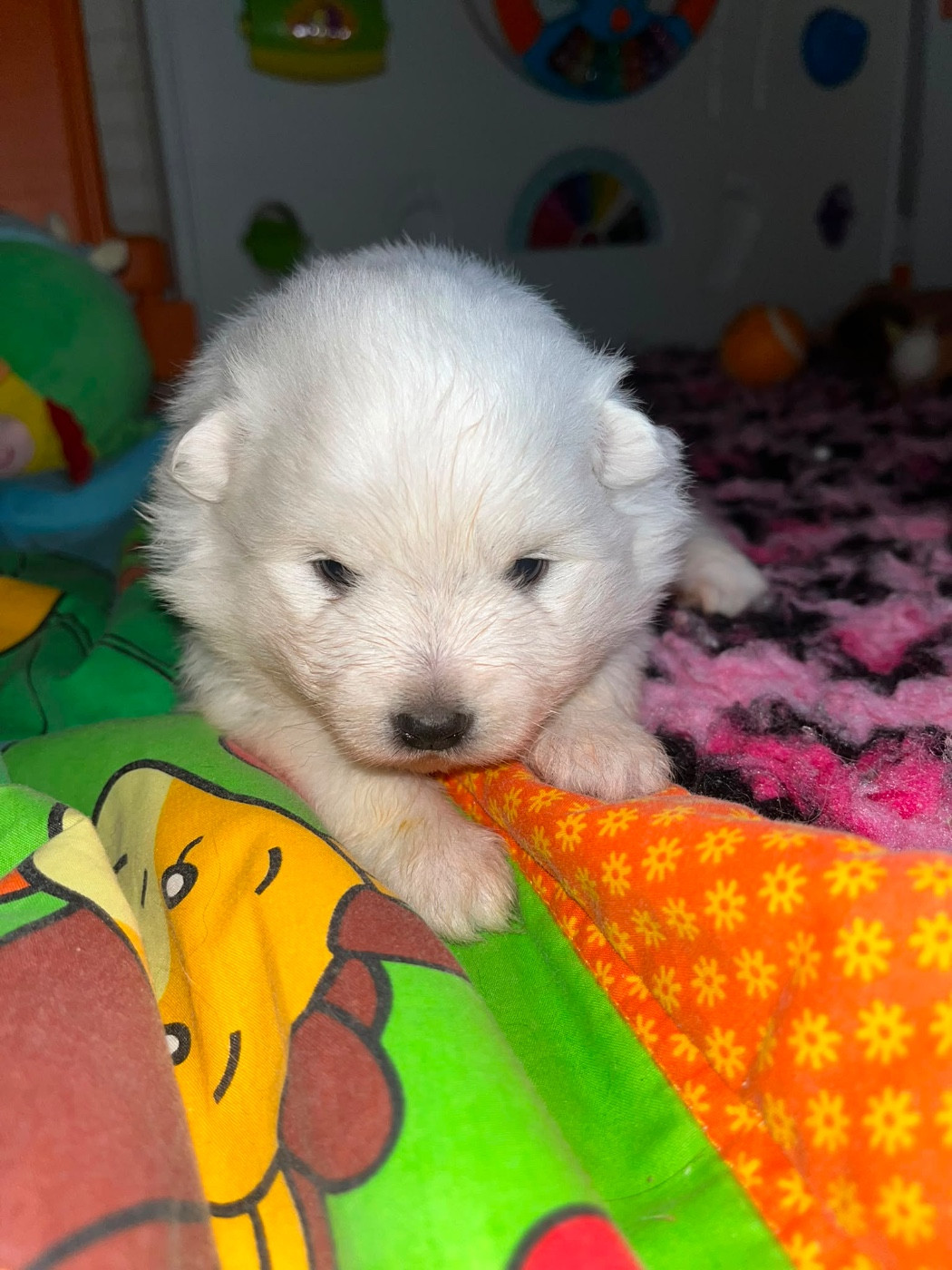 de Jerrie Black - Chiots disponibles - Spitz japonais