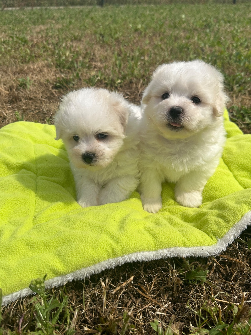 de Jerrie Black - Chiots disponibles - Coton de Tulear