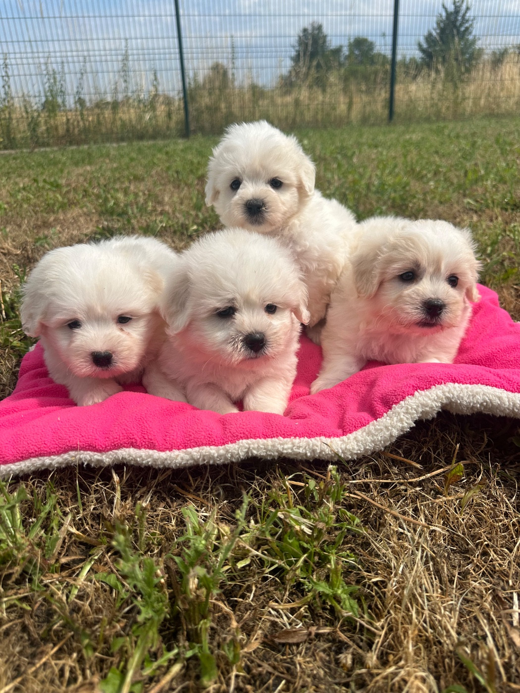 de Jerrie Black - Chiots disponibles - Coton de Tulear
