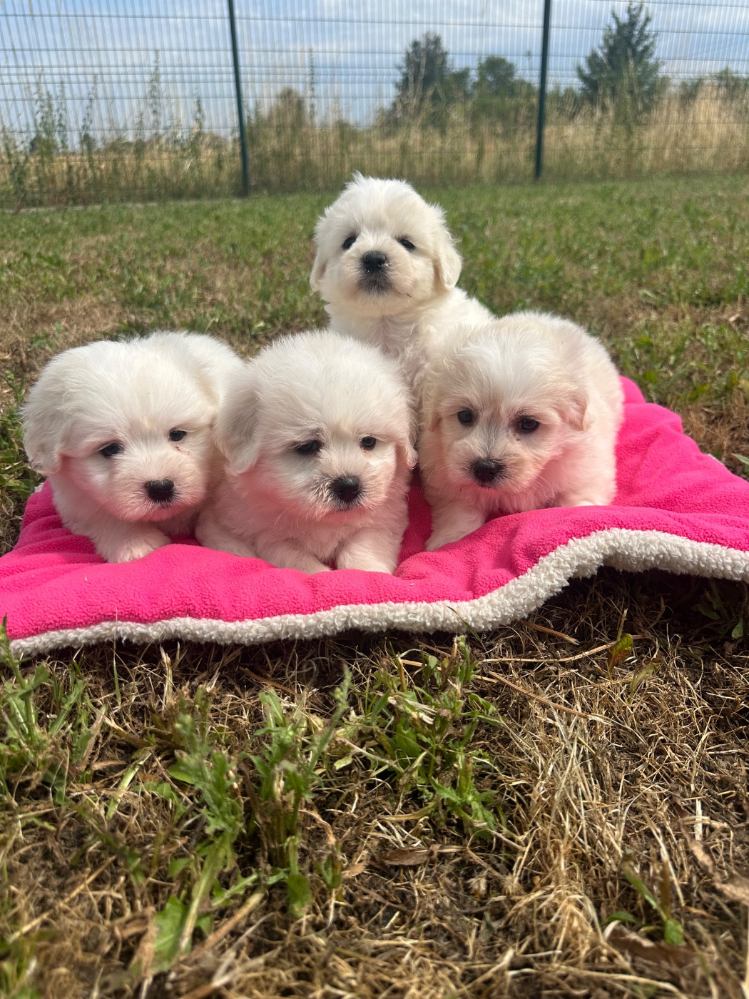 de Jerrie Black - Chiots disponibles - Coton de Tulear