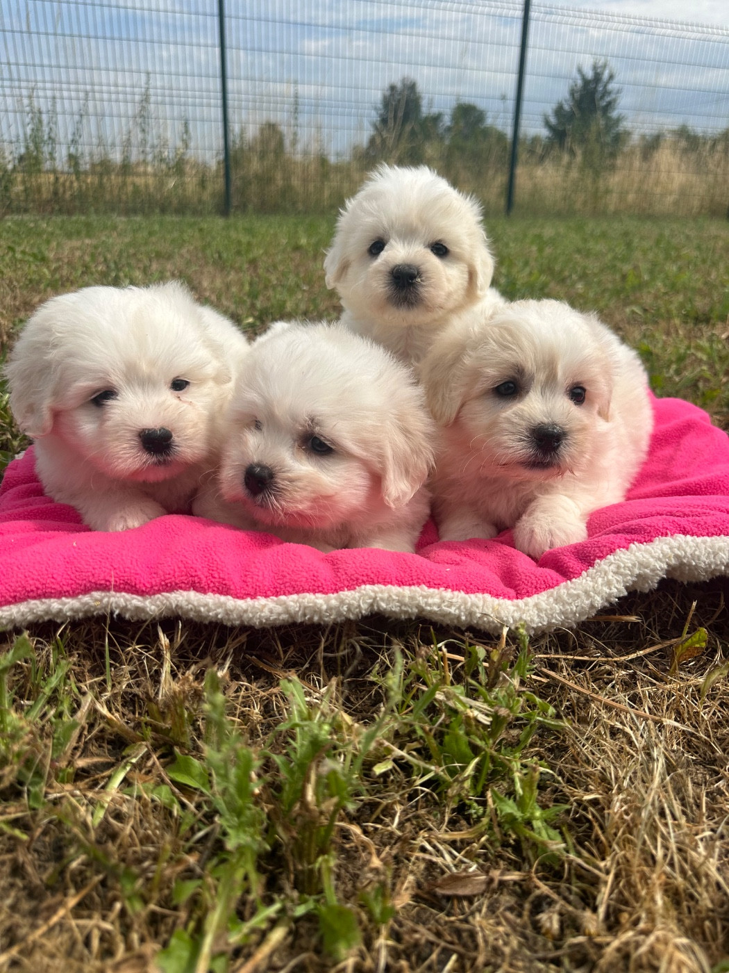 de Jerrie Black - Chiots disponibles - Coton de Tulear