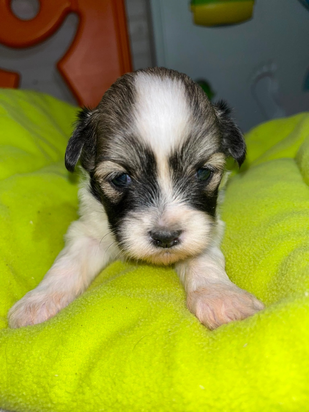 de Jerrie Black - Chiots disponibles - Lhassa Apso