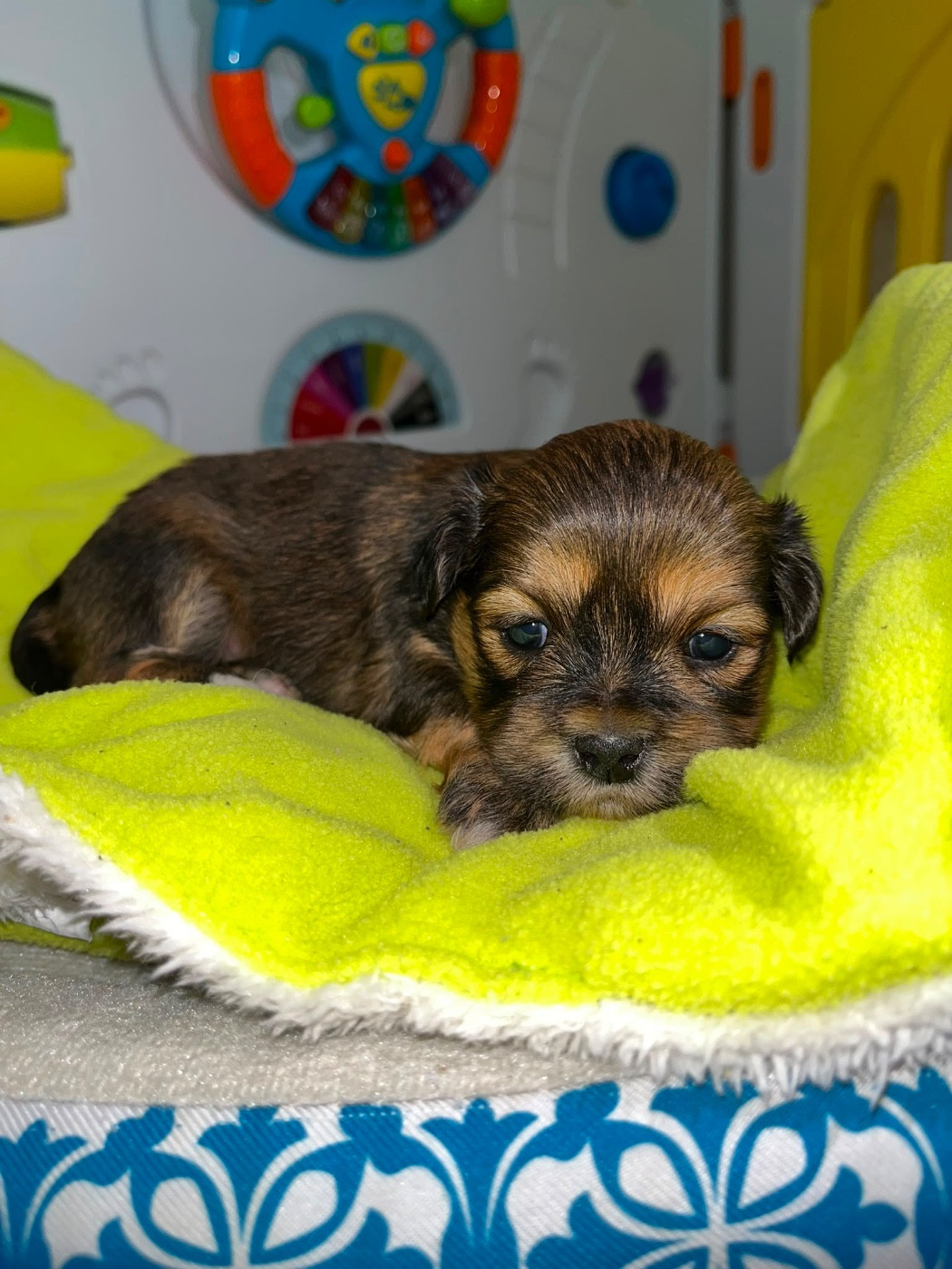 de Jerrie Black - Chiots disponibles - Lhassa Apso