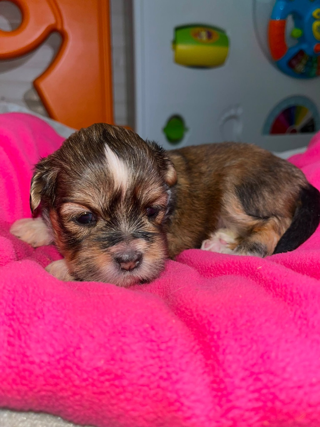 de Jerrie Black - Chiots disponibles - Lhassa Apso