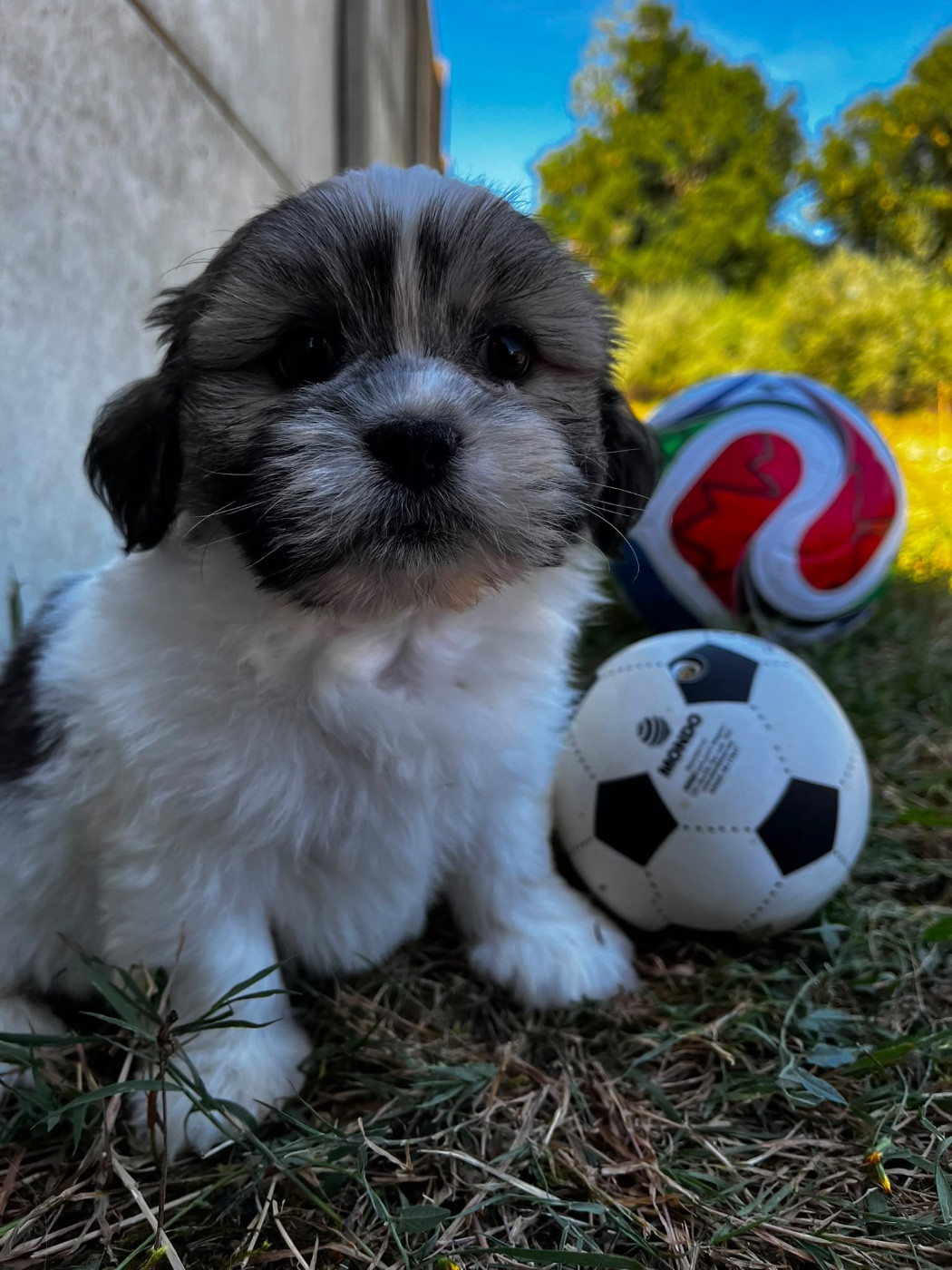 de Jerrie Black - Chiots disponibles - Lhassa Apso