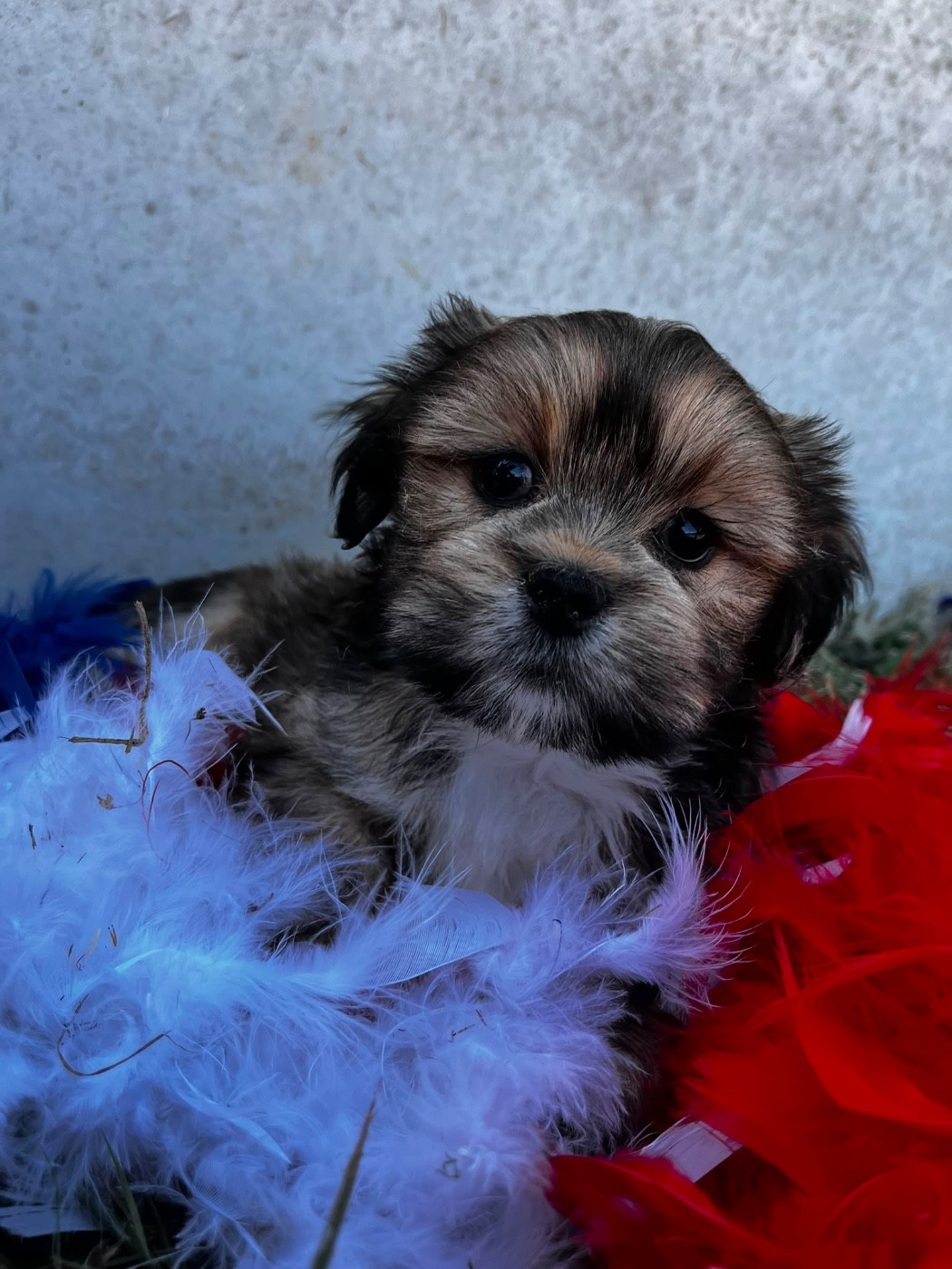 de Jerrie Black - Chiots disponibles - Lhassa Apso