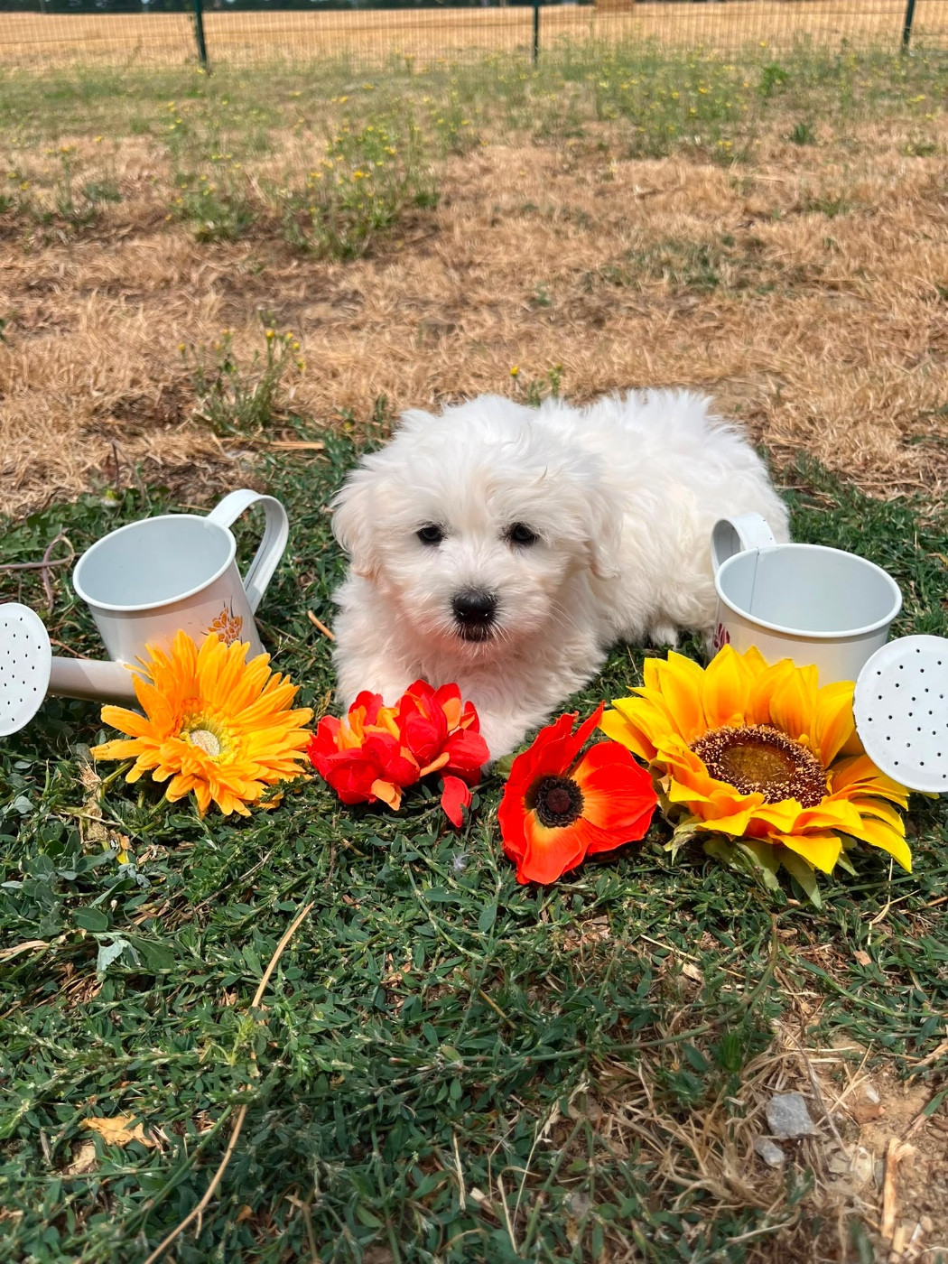 de Jerrie Black - Chiots disponibles - Coton de Tulear