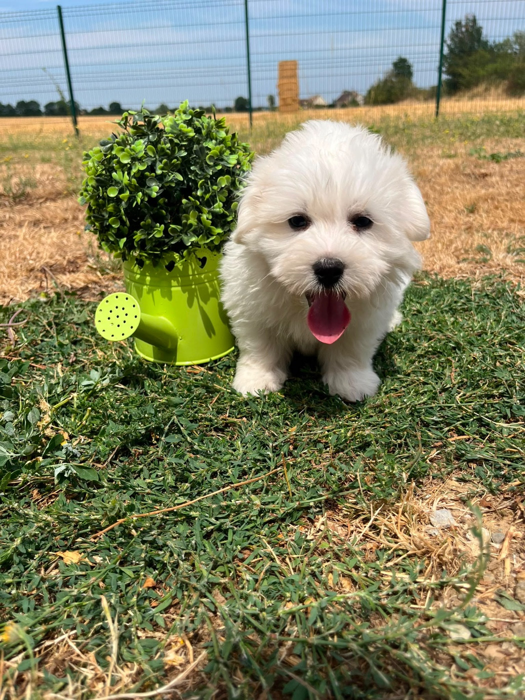 de Jerrie Black - Chiots disponibles - Coton de Tulear