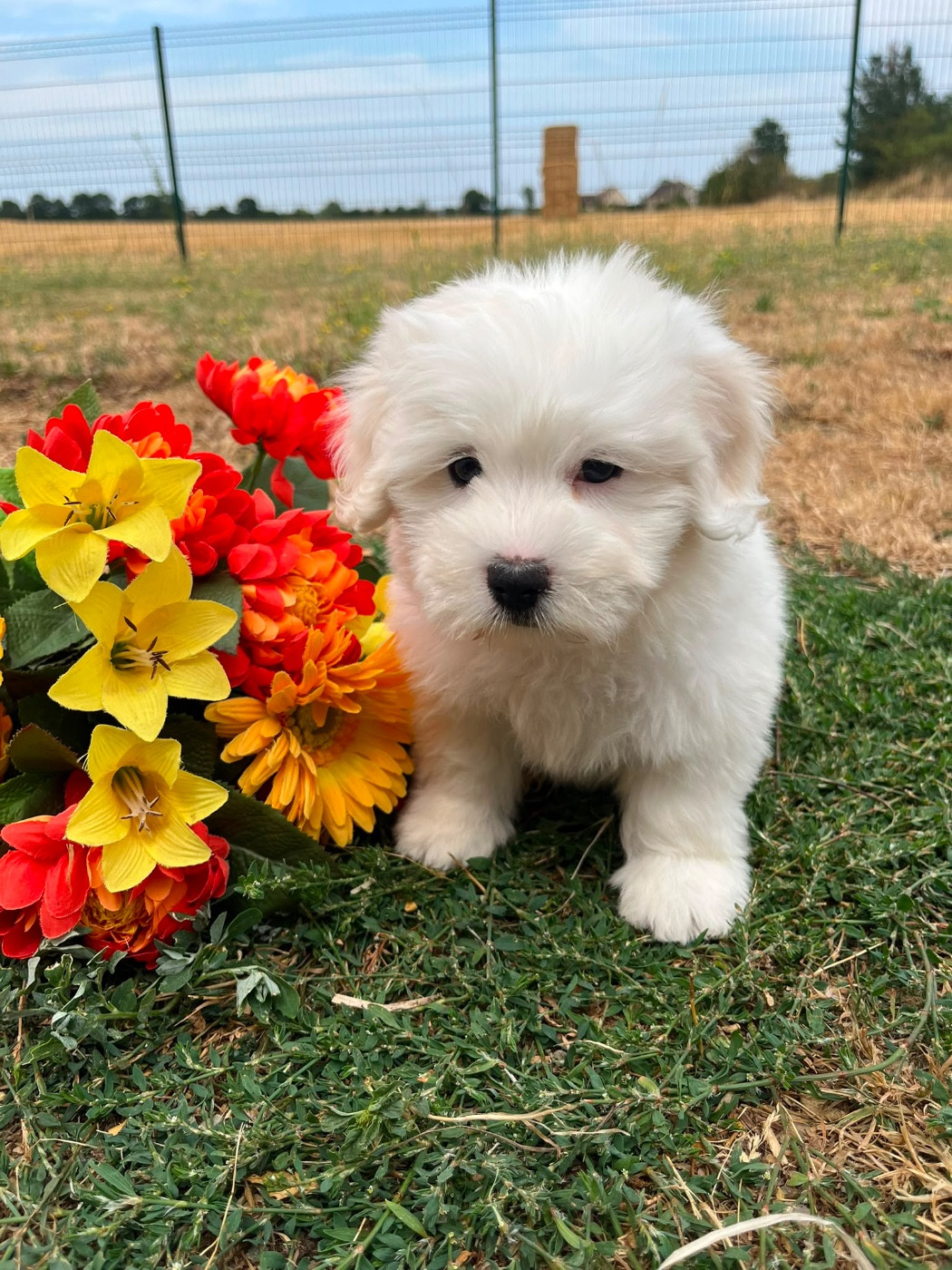 de Jerrie Black - Chiots disponibles - Coton de Tulear