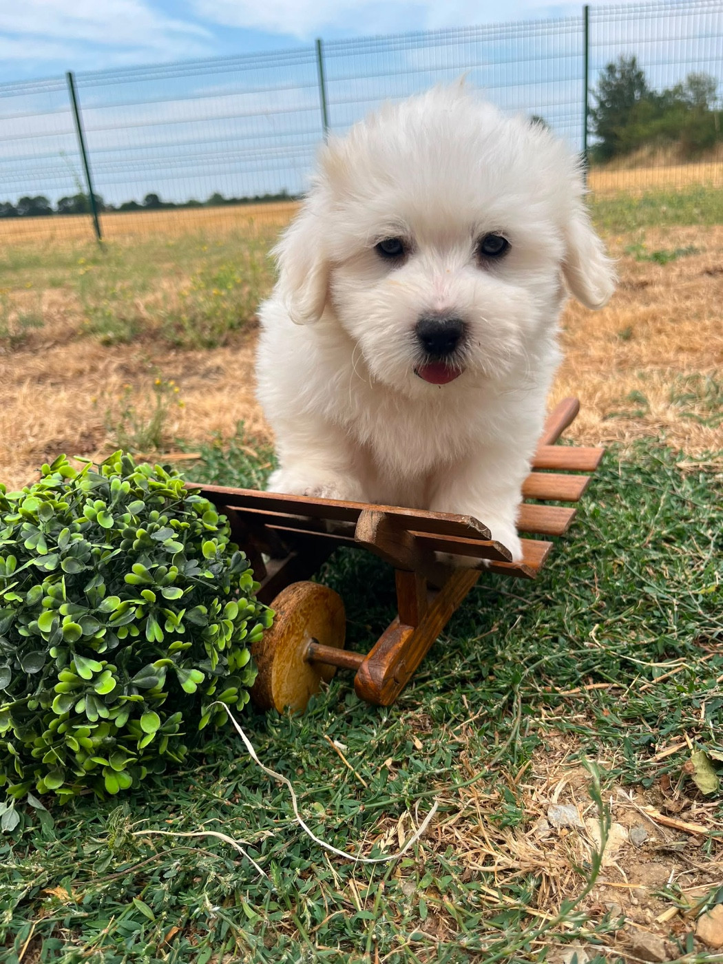 de Jerrie Black - Chiots disponibles - Coton de Tulear