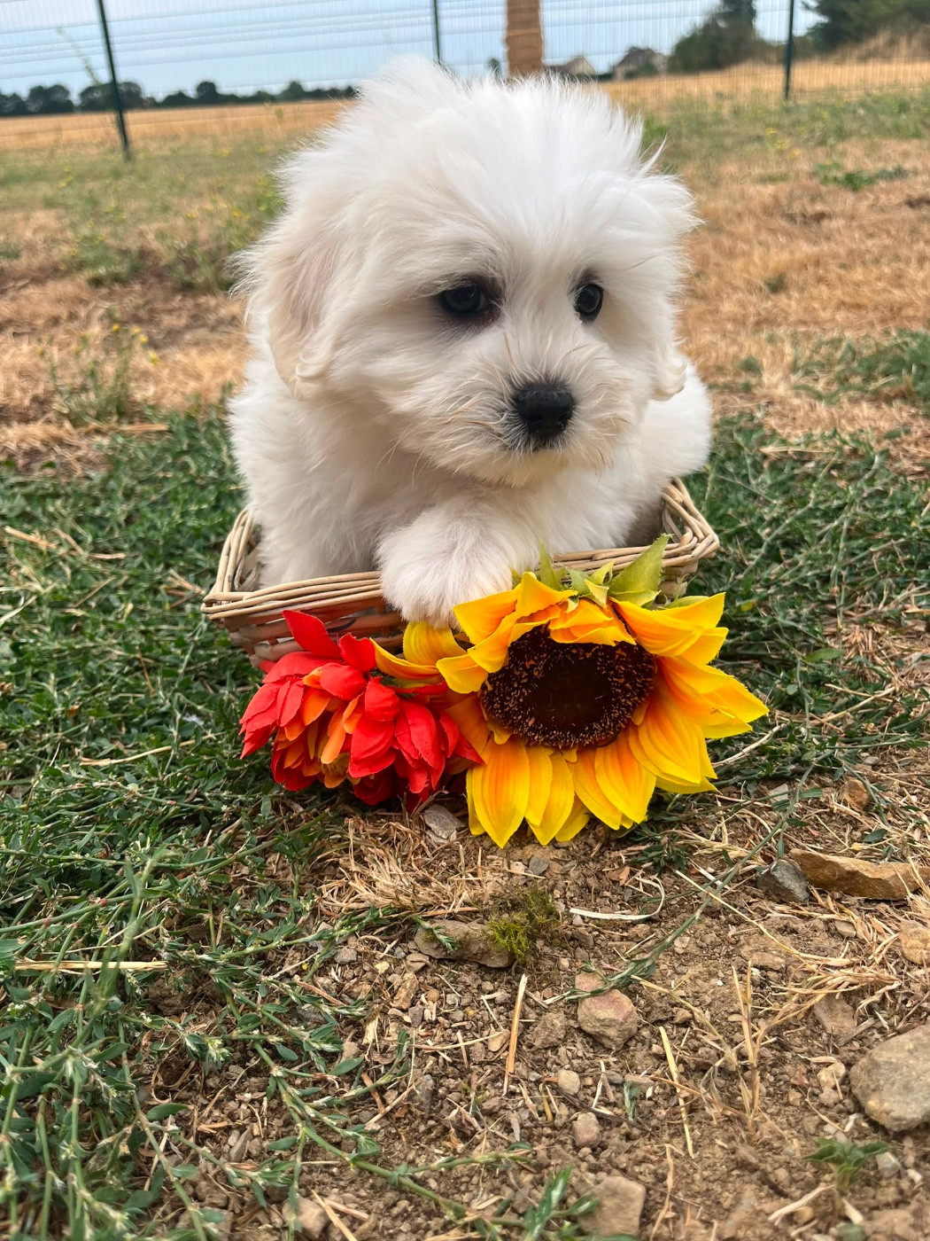 de Jerrie Black - Chiots disponibles - Coton de Tulear