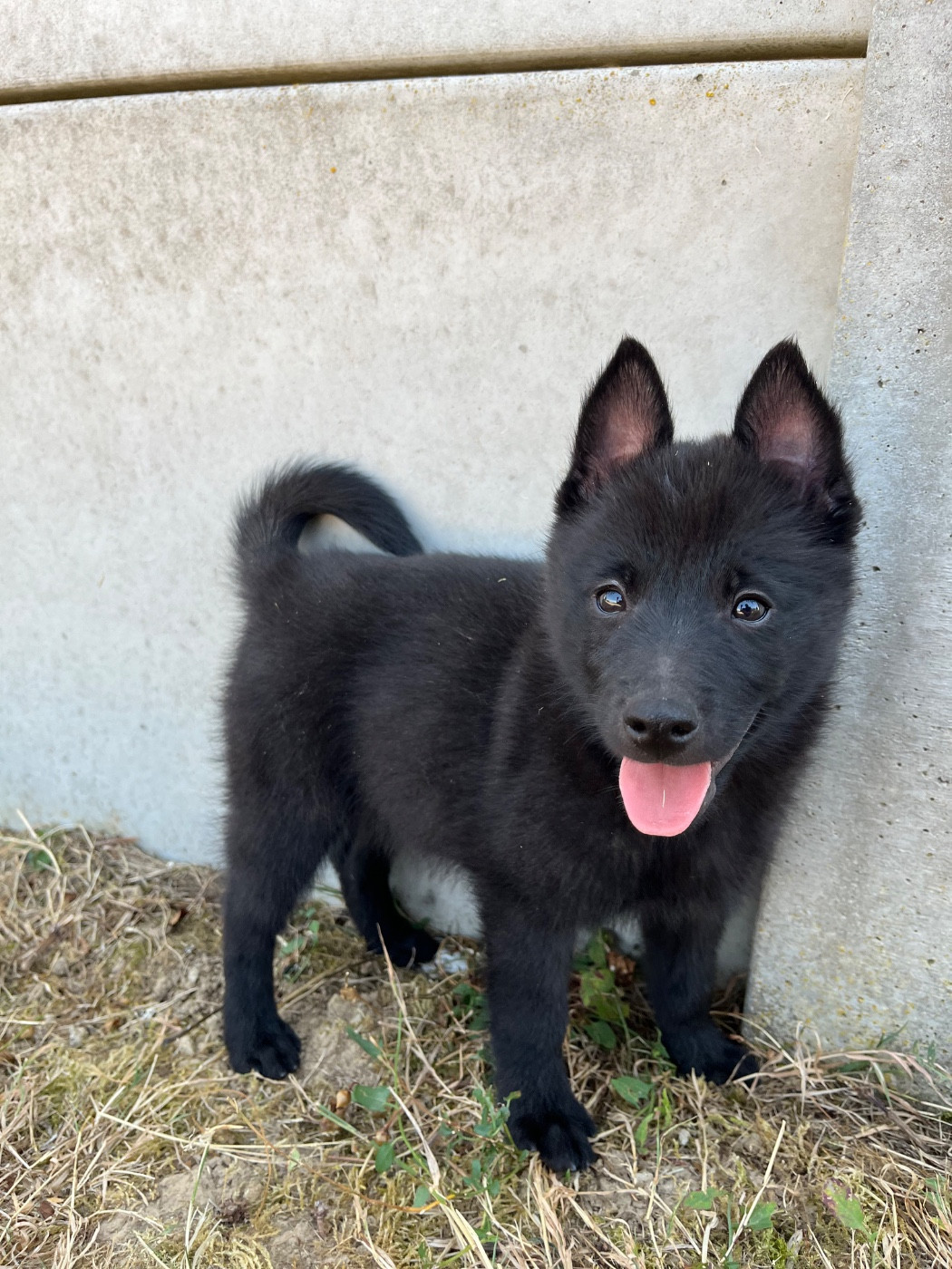 de Jerrie Black - Chiots disponibles - Schipperke