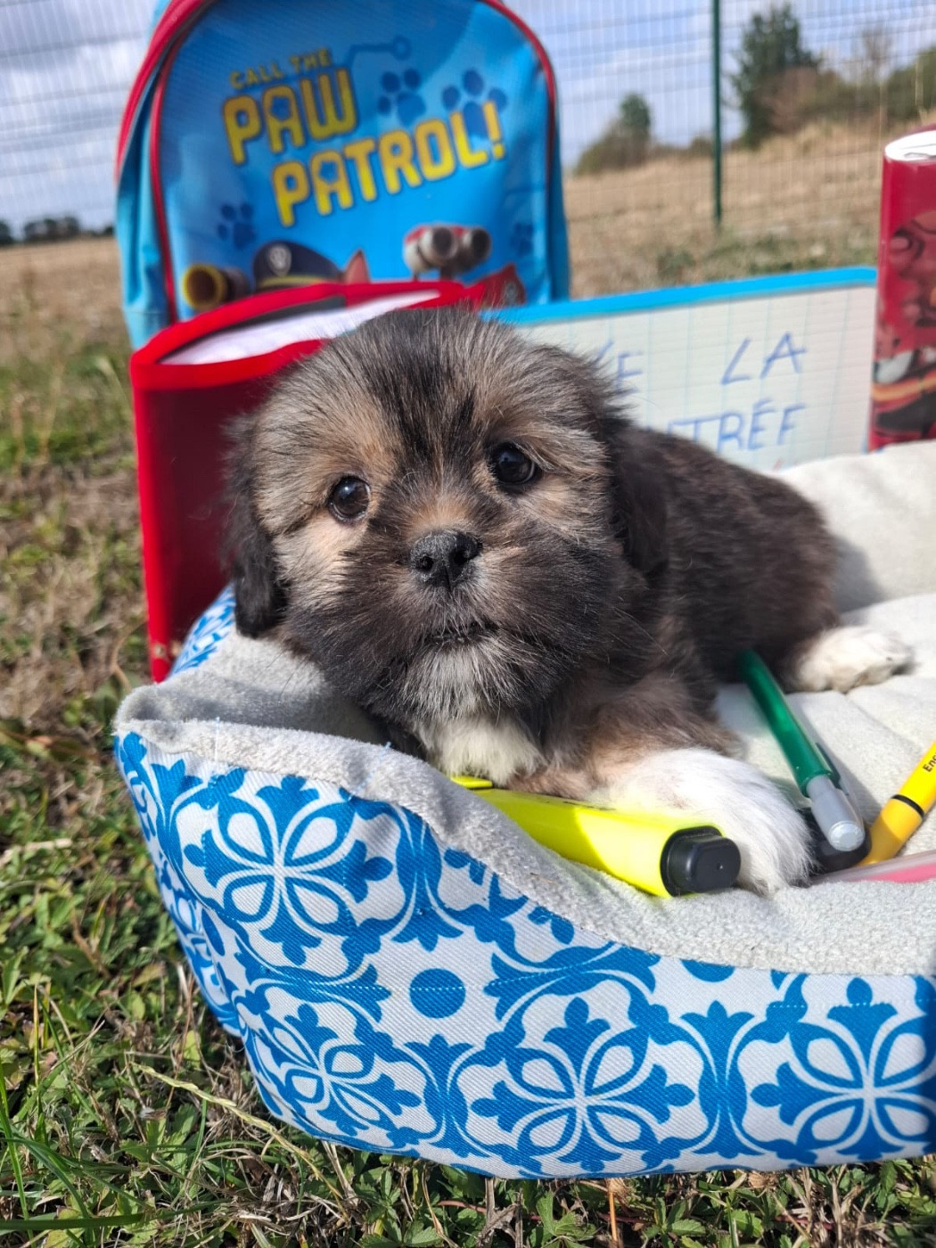 de Jerrie Black - Chiots disponibles - Lhassa Apso