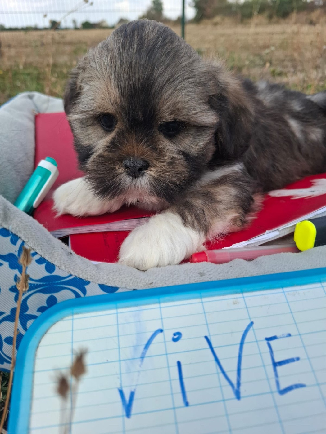 de Jerrie Black - Chiots disponibles - Lhassa Apso