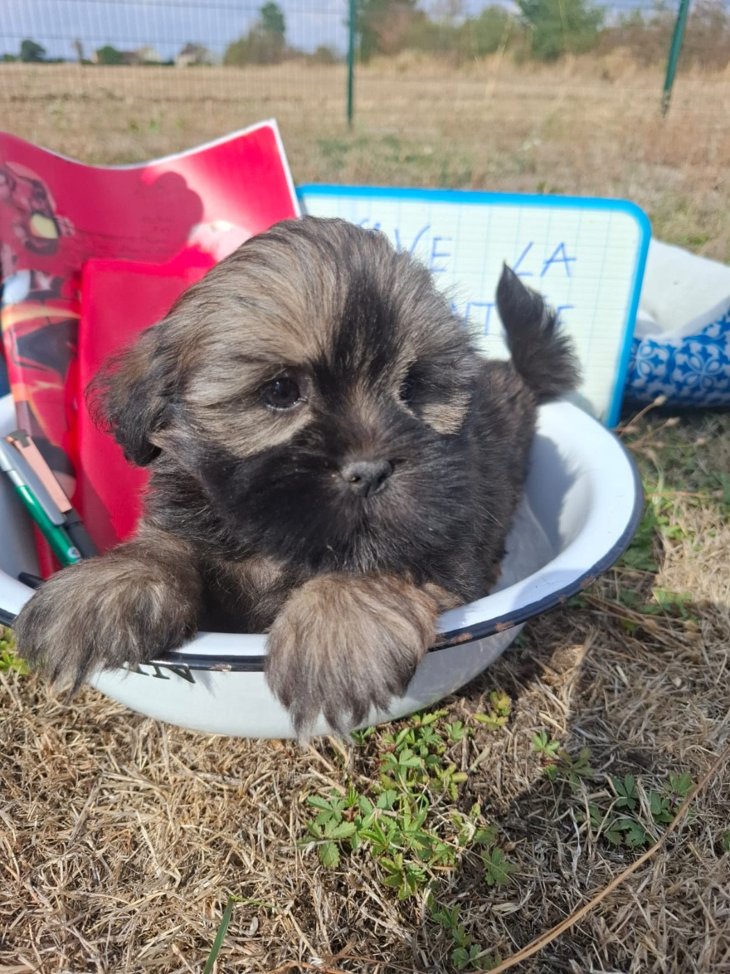 de Jerrie Black - Chiots disponibles - Lhassa Apso