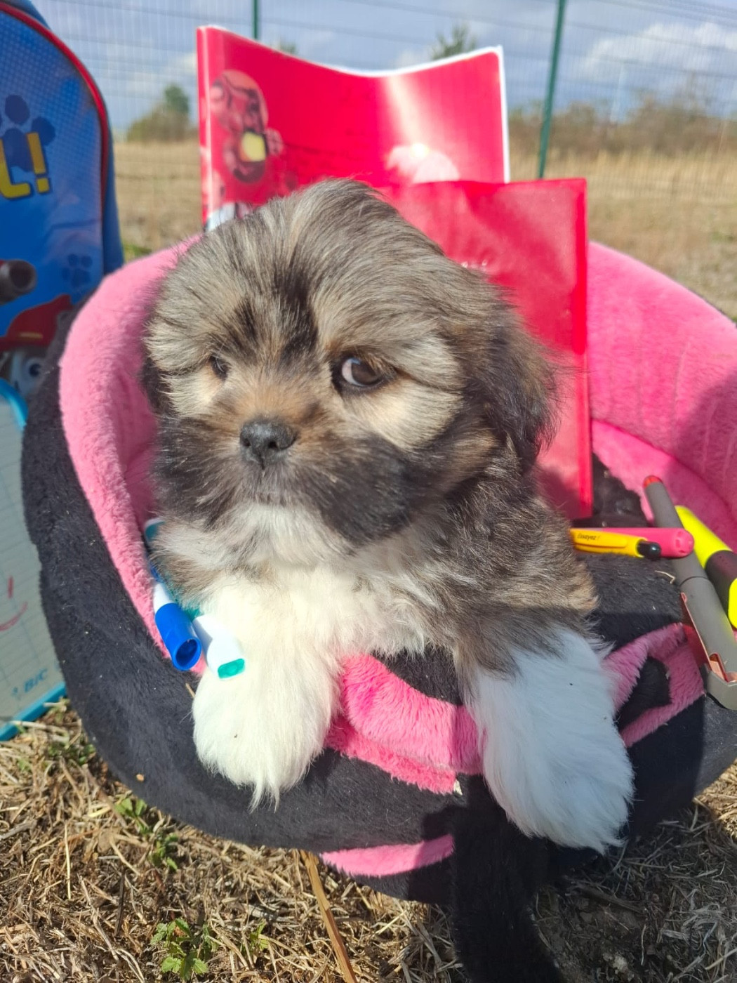 de Jerrie Black - Chiots disponibles - Lhassa Apso