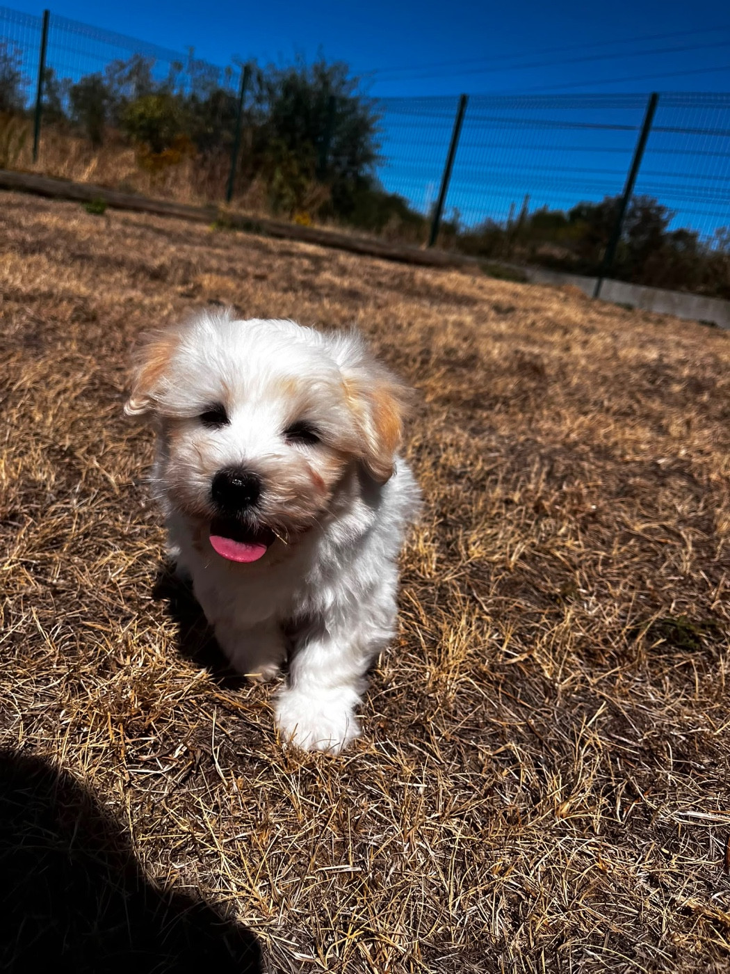 de Jerrie Black - Chiots disponibles - Coton de Tulear