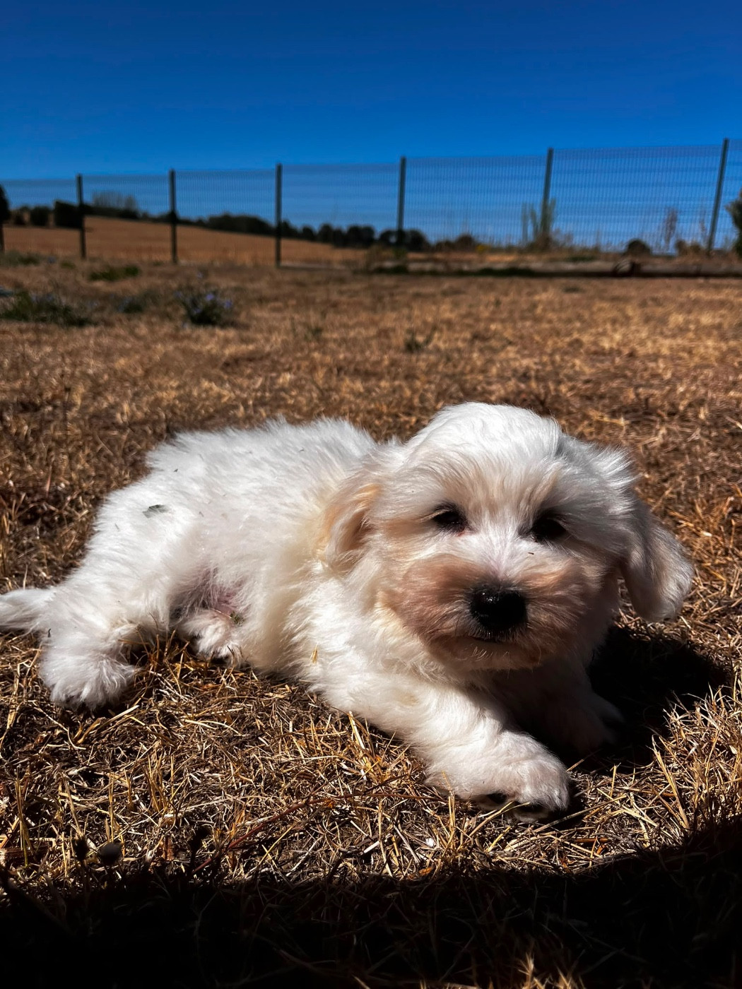 de Jerrie Black - Chiots disponibles - Coton de Tulear